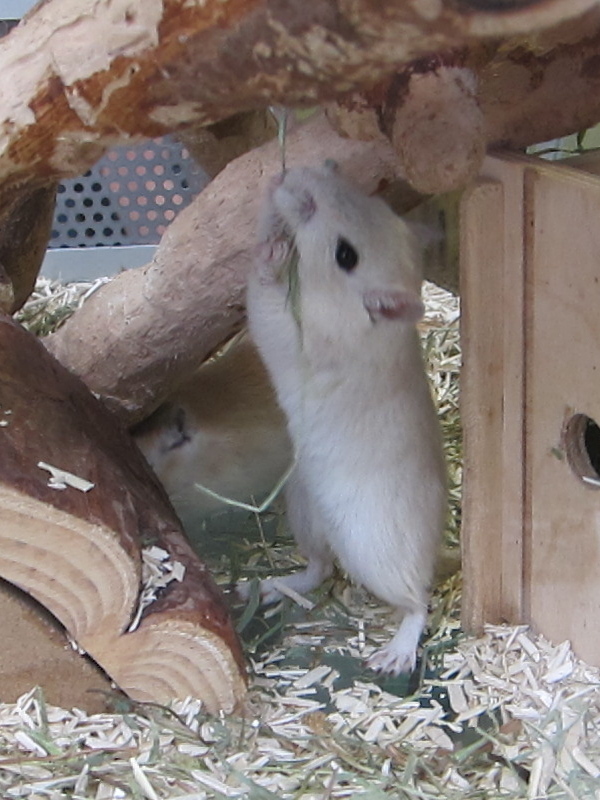 Afficher le média meriones_unguiculatus1bd meriones_unguiculatus1bd