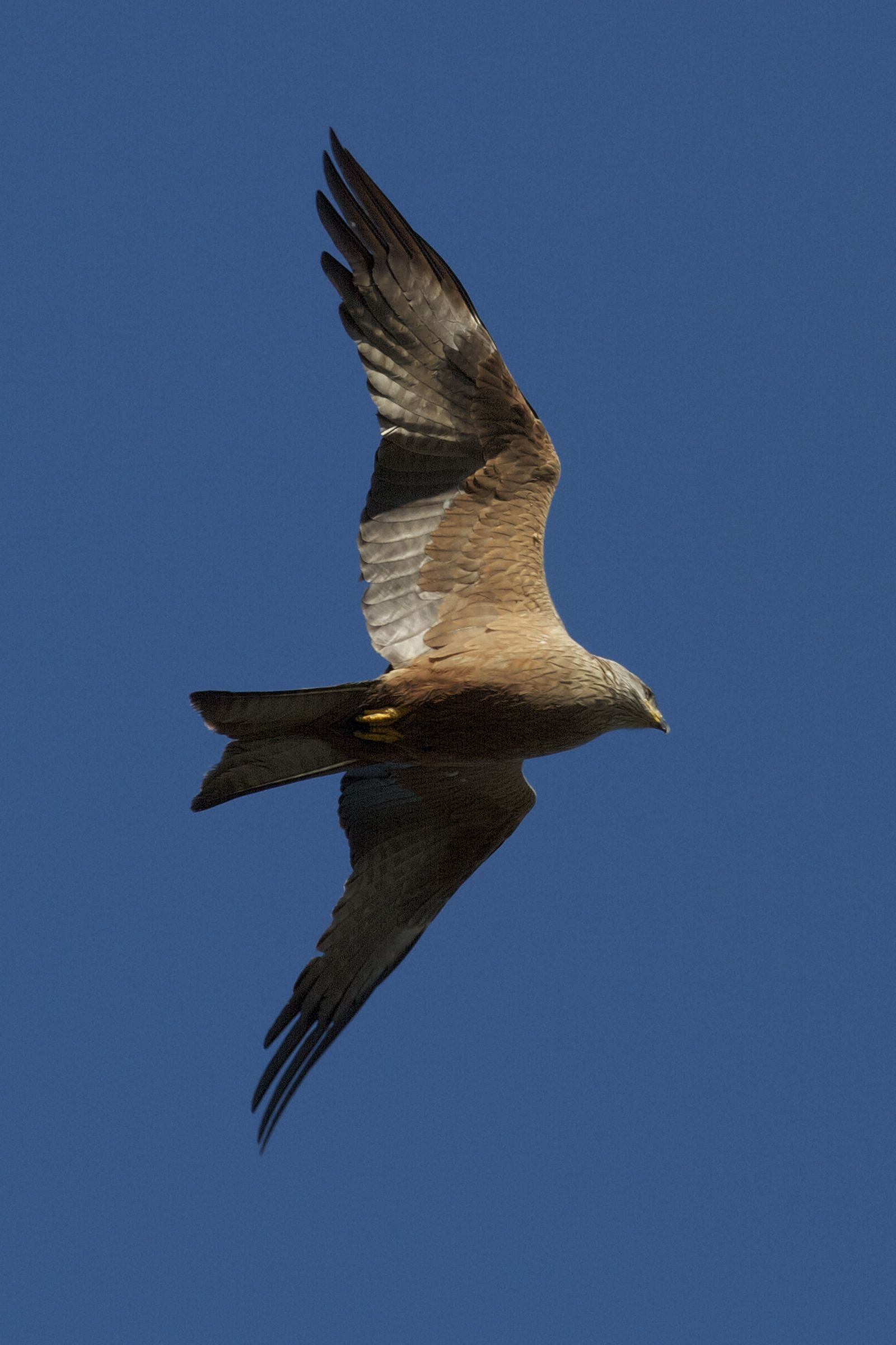 milan_royal_-_milvus_milvus6bd