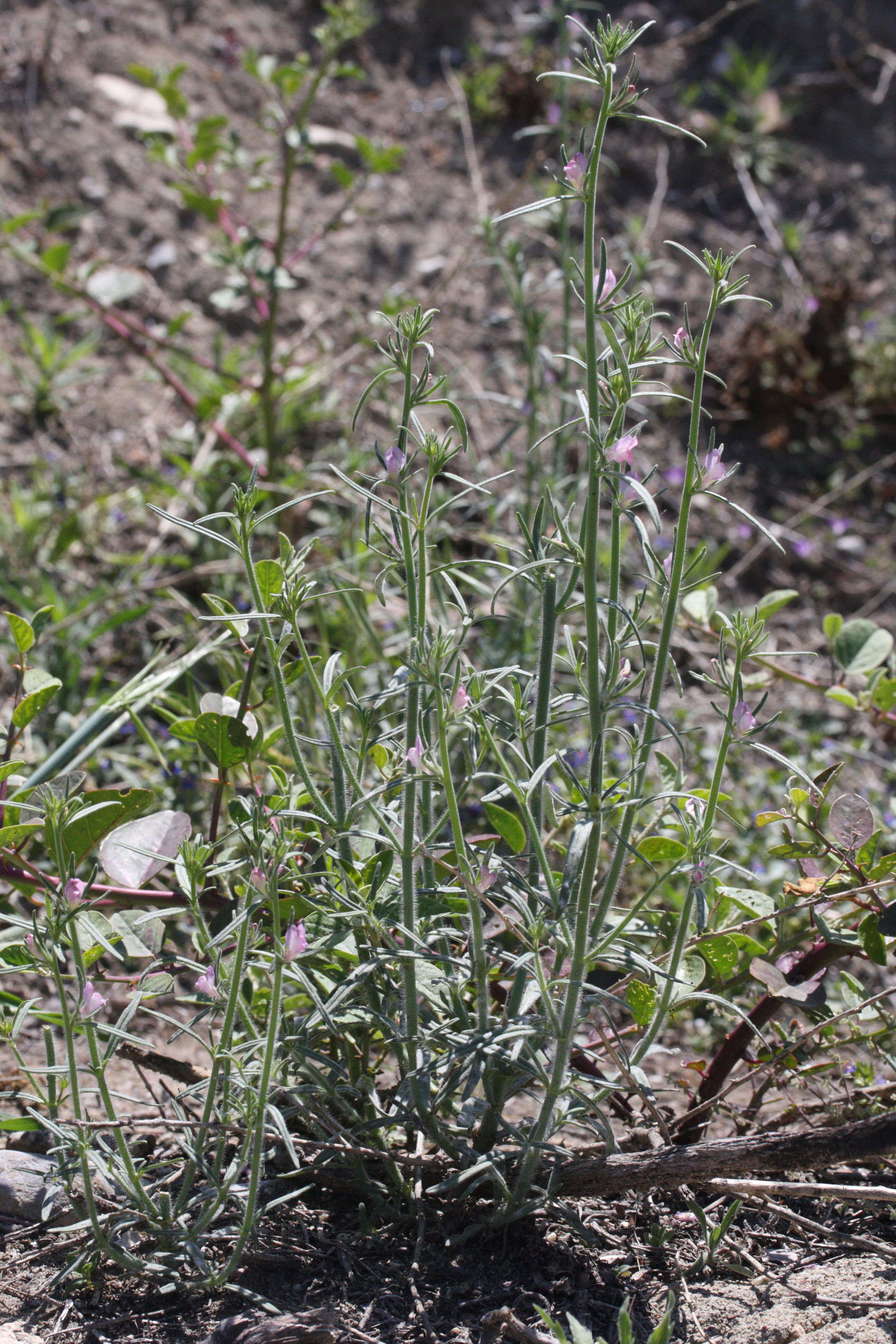 misopates_orontium1md