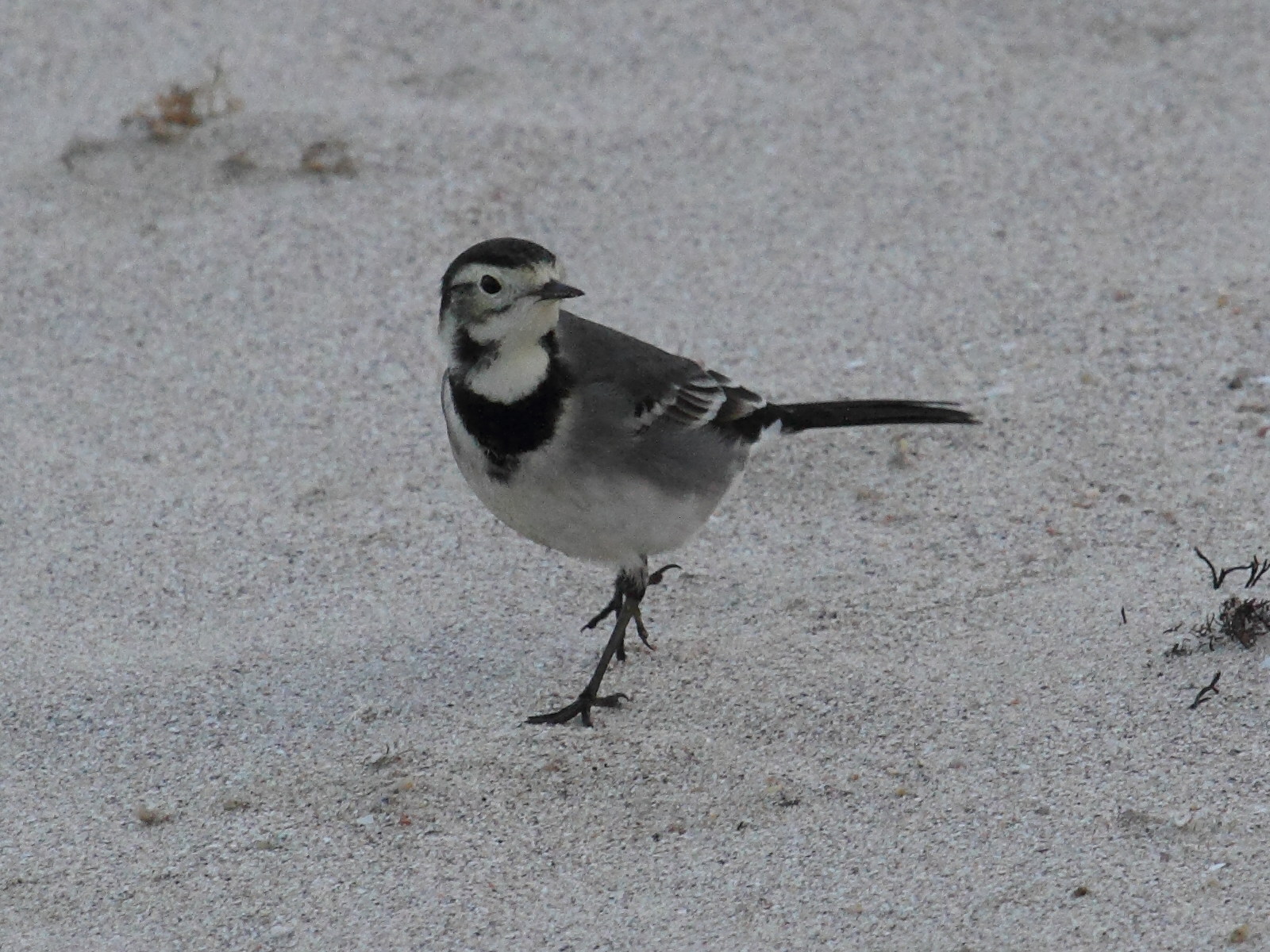 Afficher le média Motacilla_yarrellii1b Motacilla_yarrellii1b