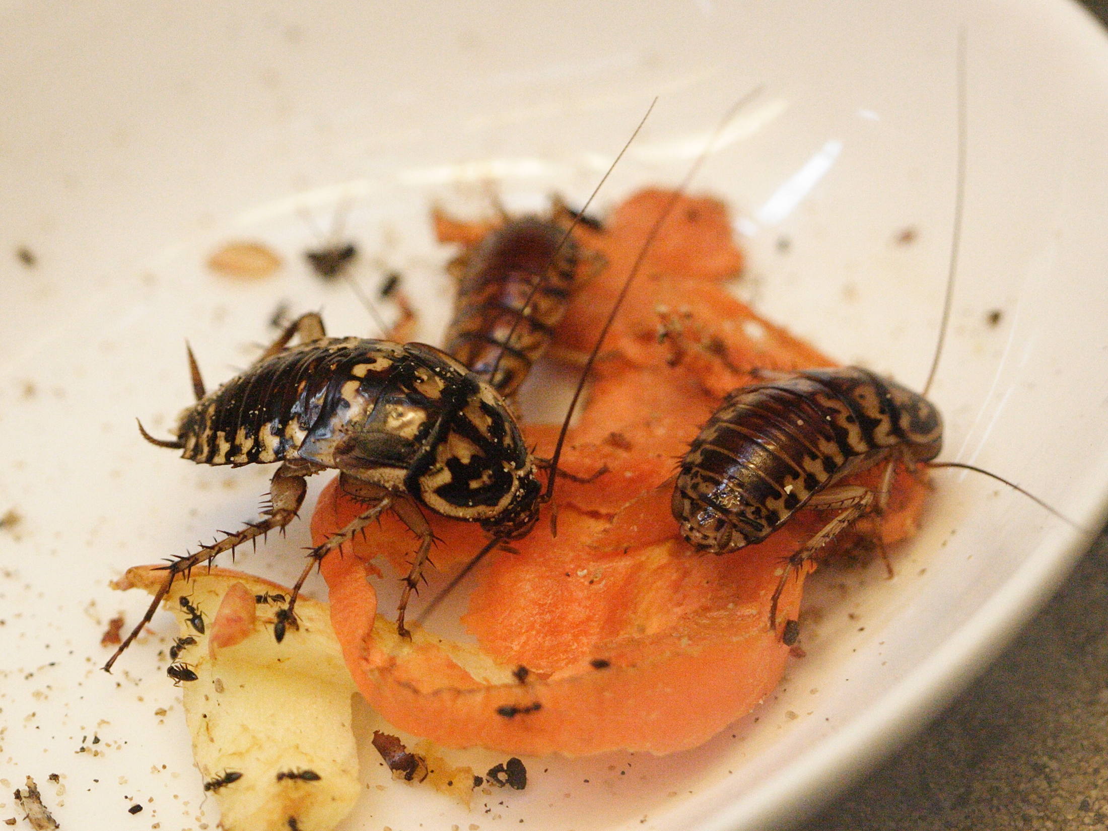 neostylopyga_rhombifolia3bd