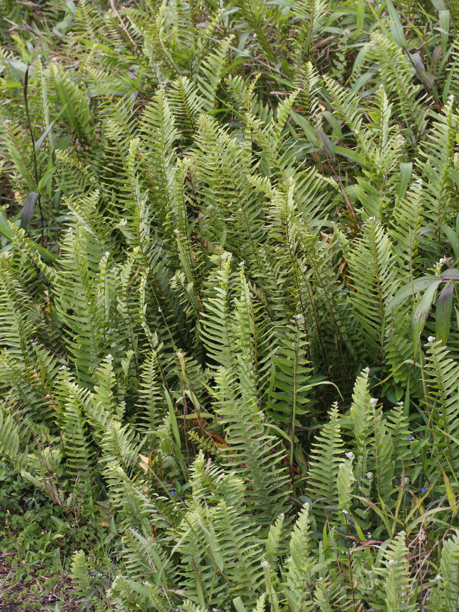 nephrolepis_multiflora1md