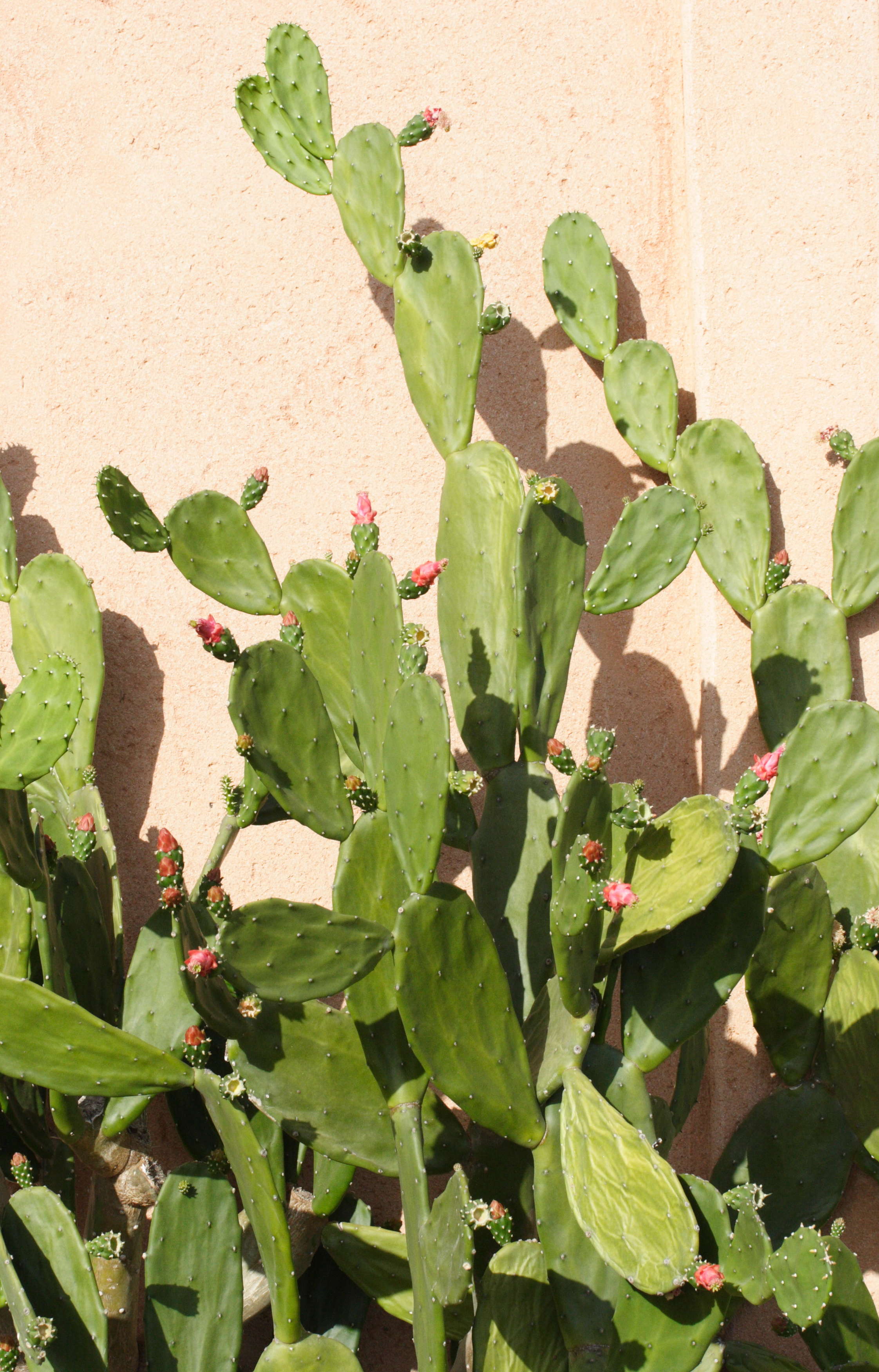 nopalea_cochenillifera3md