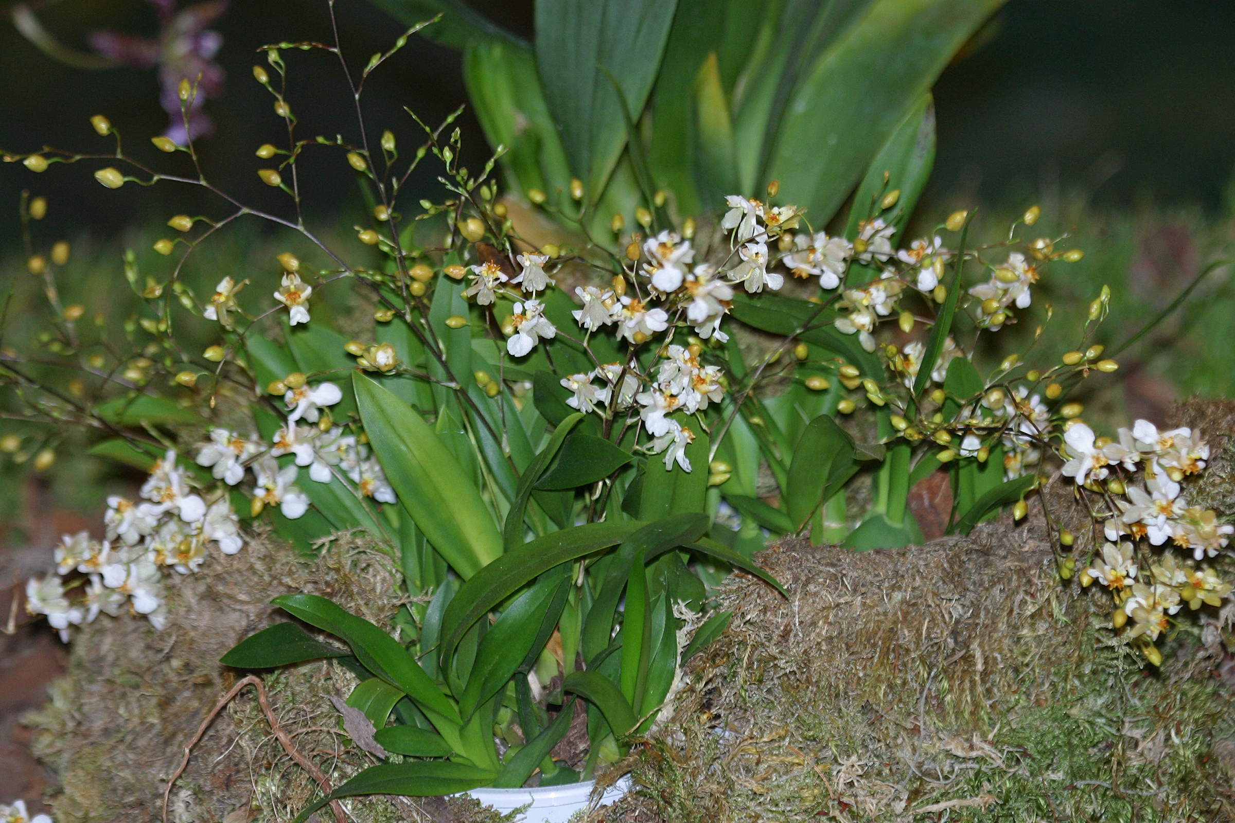 Afficher le média oncidium_ornithorhynchum1bd oncidium_ornithorhynchum1bd