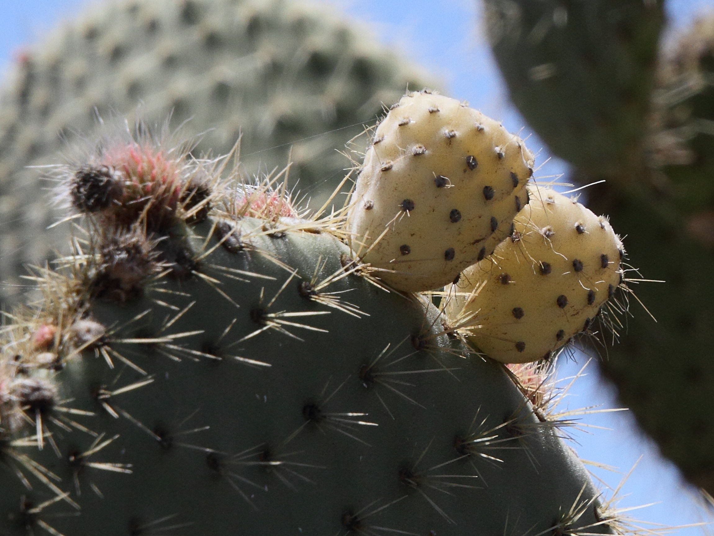 opuntia_leucotricha5md