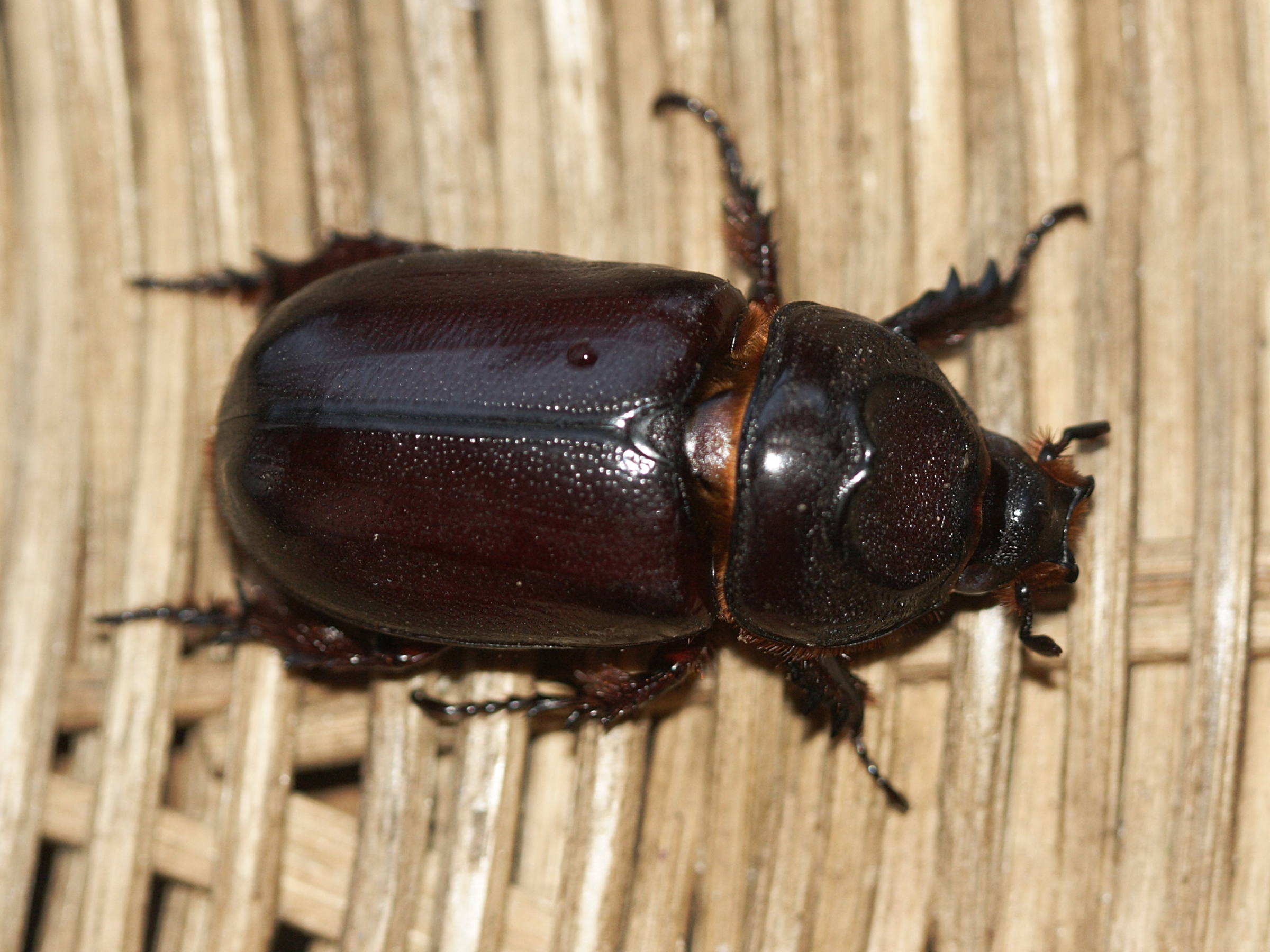 oryctes_rhinoceros1md