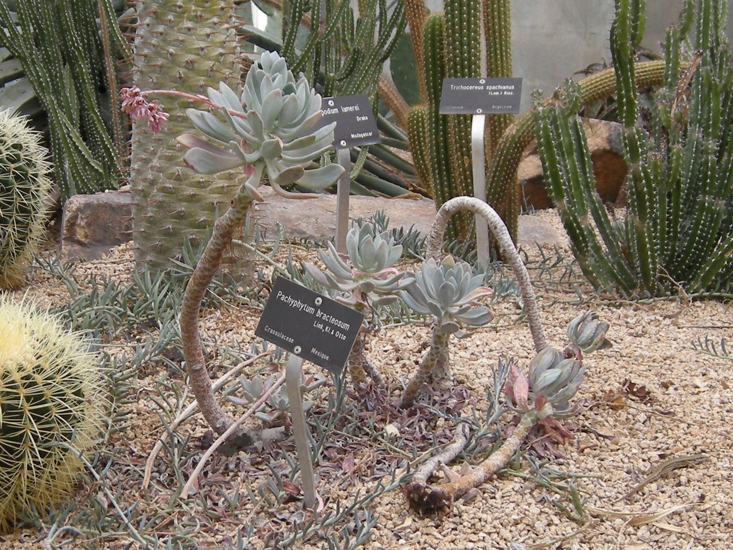 Pachyphytum_bracteosum