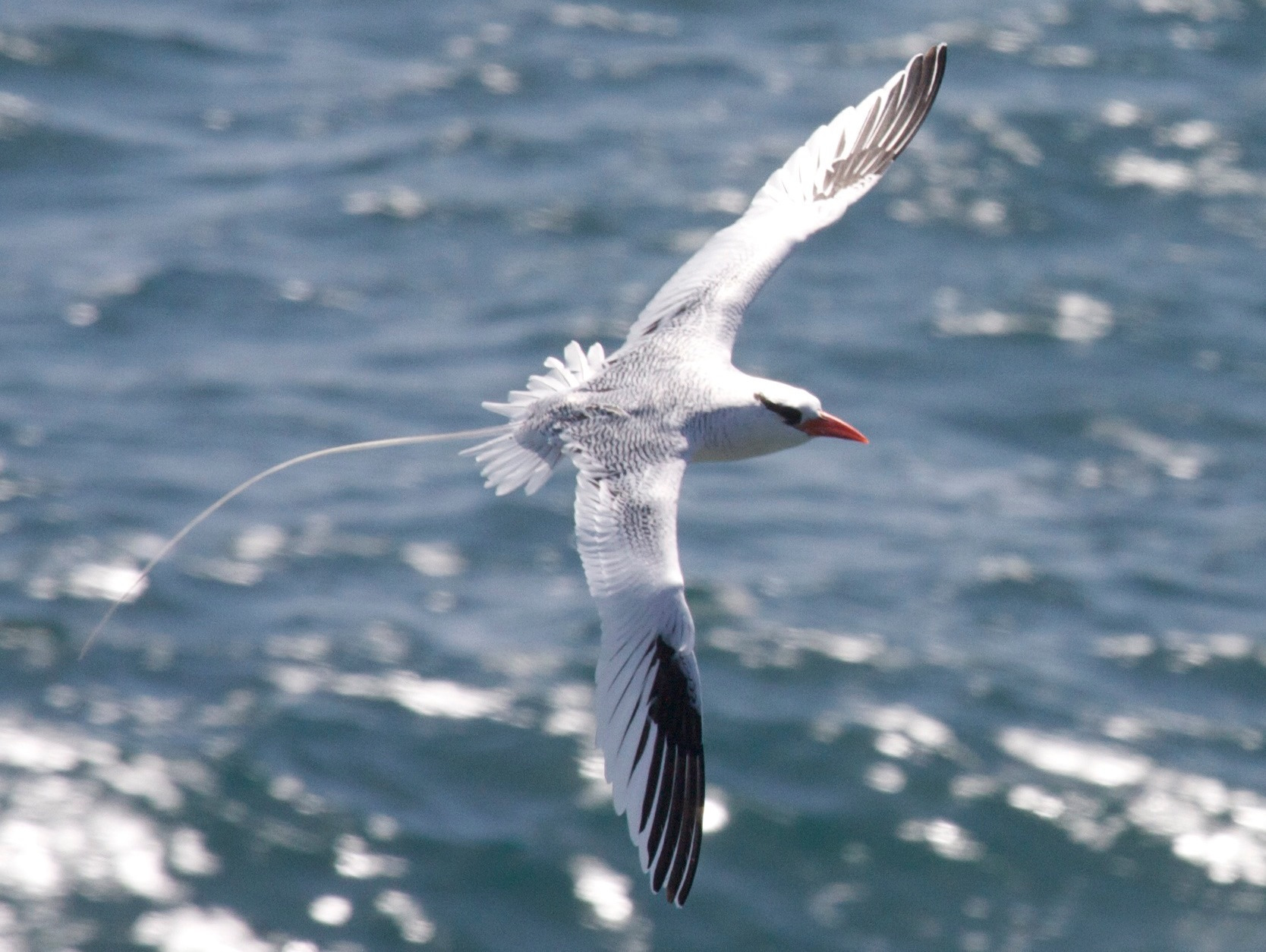 paille_en_queue_a_bec_rouge_-_phaethon_aethereus2bd