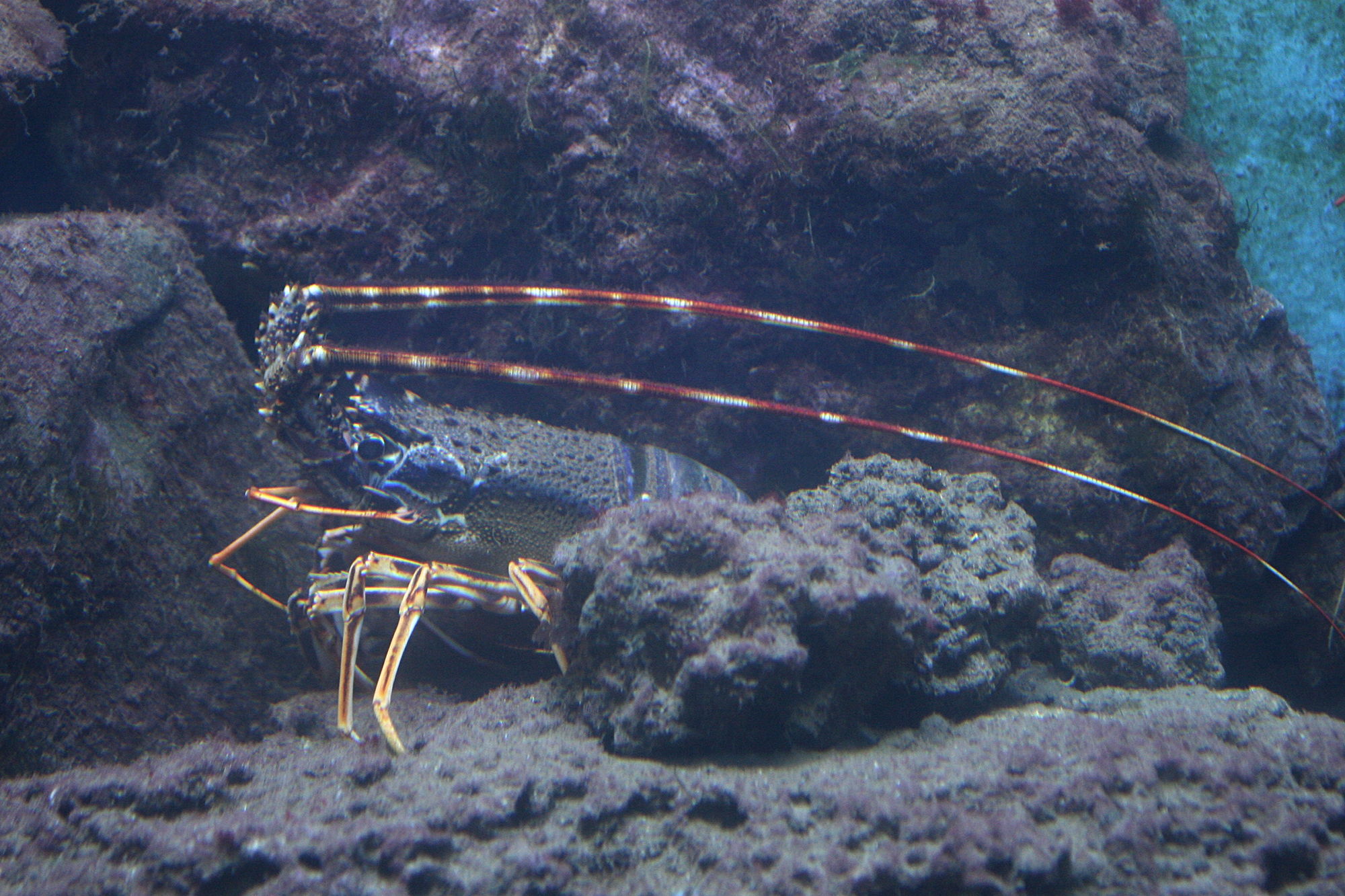 palinurus_elephas3md