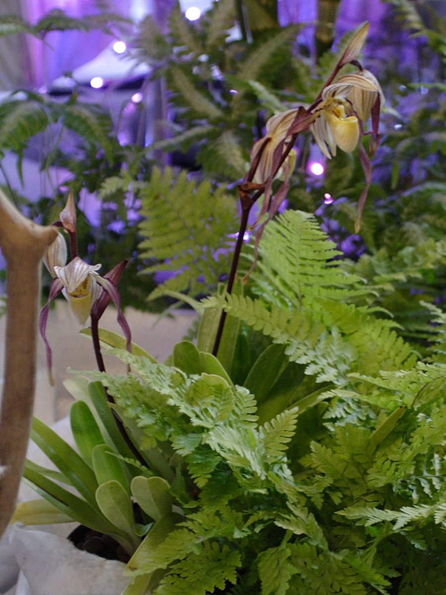 Afficher le média paphiopedilum_philippinense1bd paphiopedilum_philippinense1bd