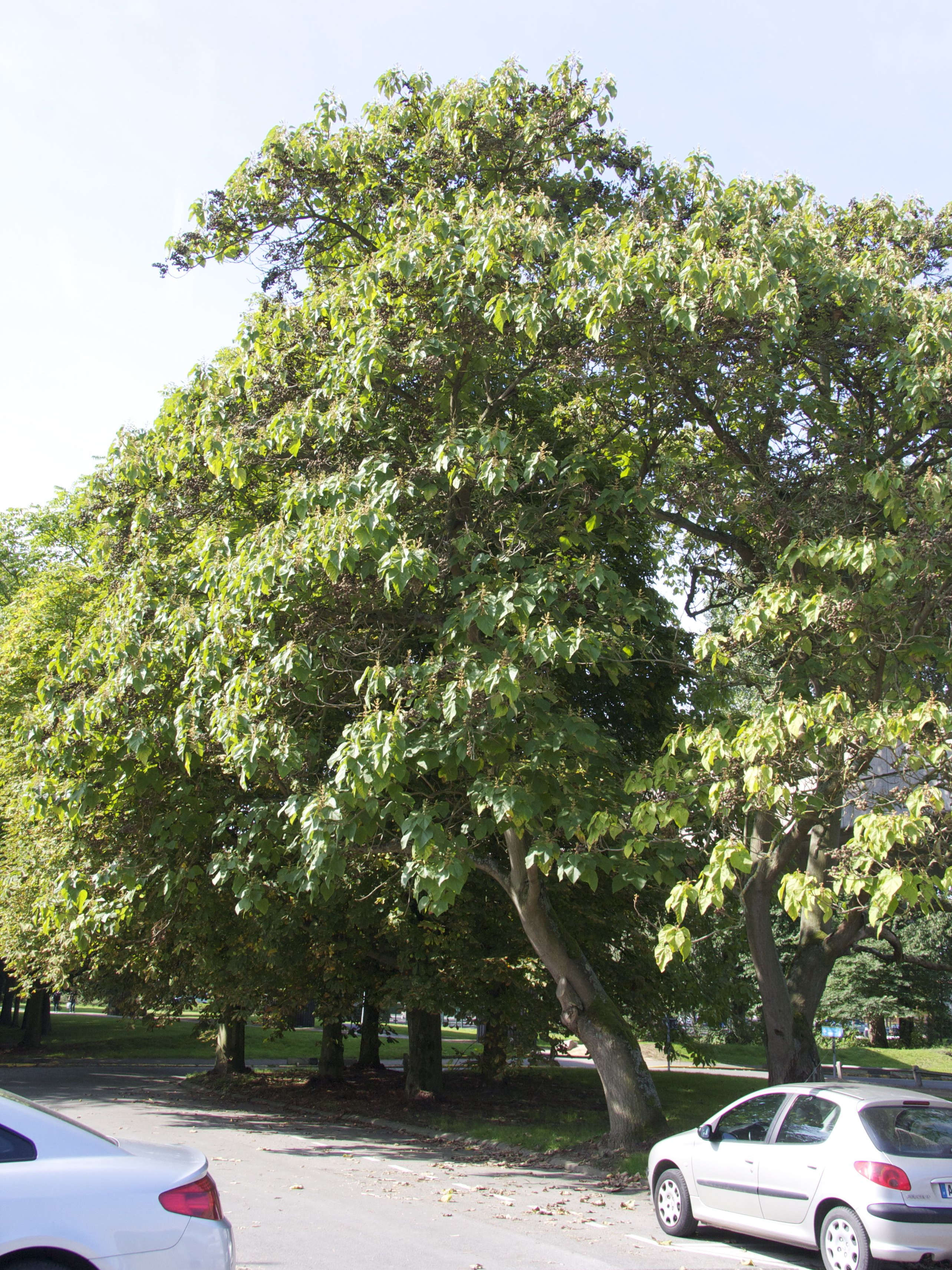 paulownia_tomentosa1md