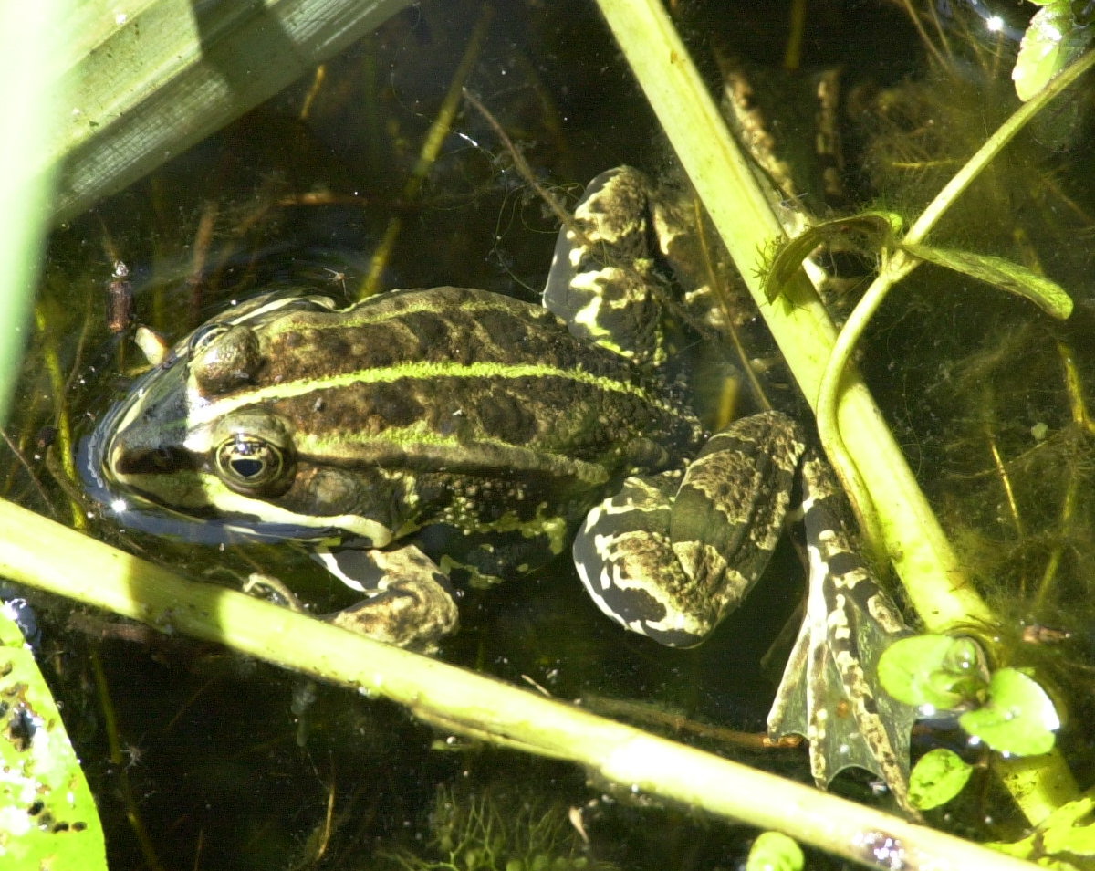 pelophylax_ridibundus1md