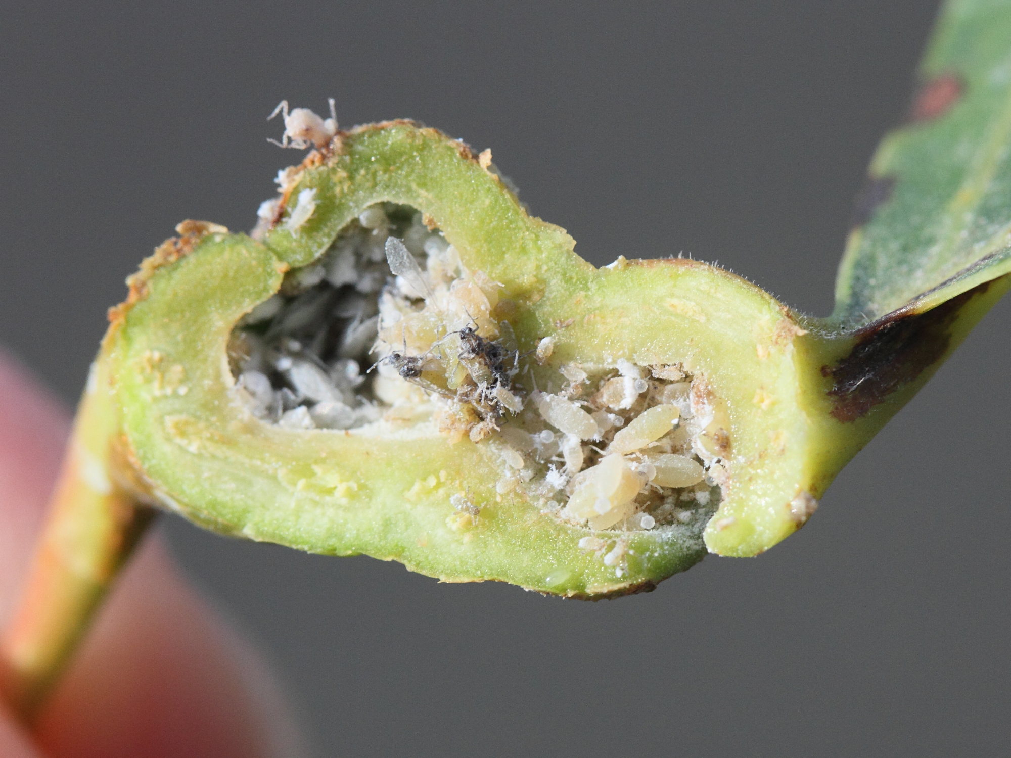 Pemphigus_spyrothecae