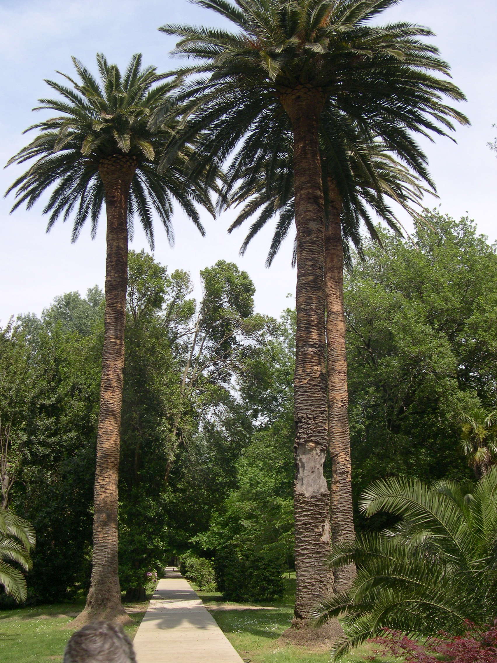phoenix_canariensis4md
