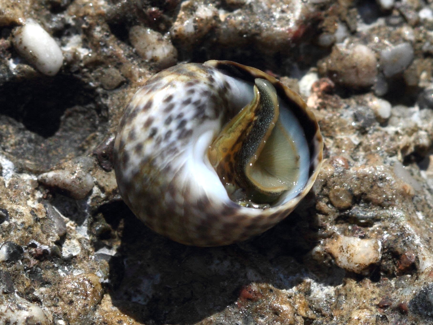 phorcus_turbinatus3bd