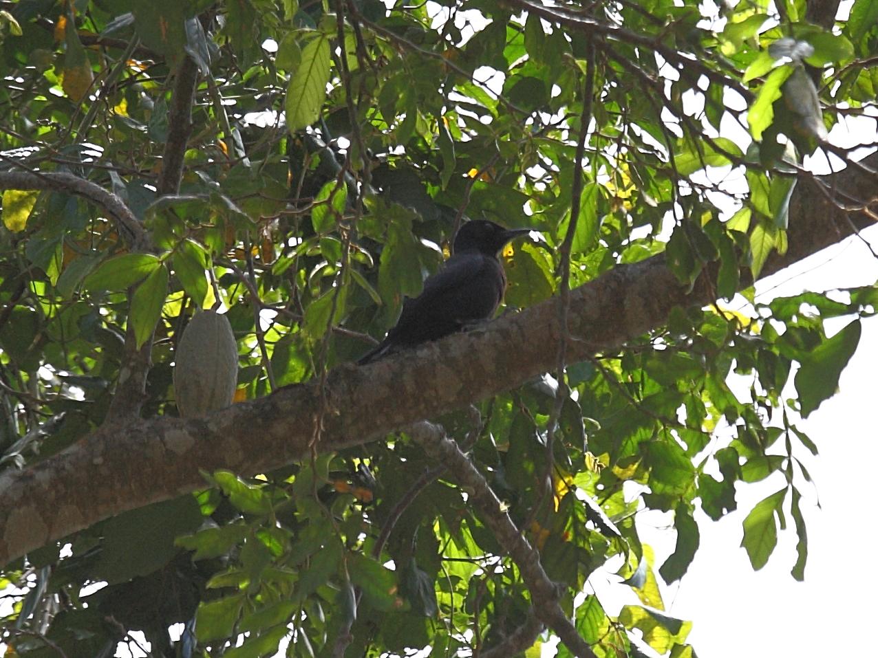 pic_de_la_guadeloupe_-_melanerpes_herminieri2sd