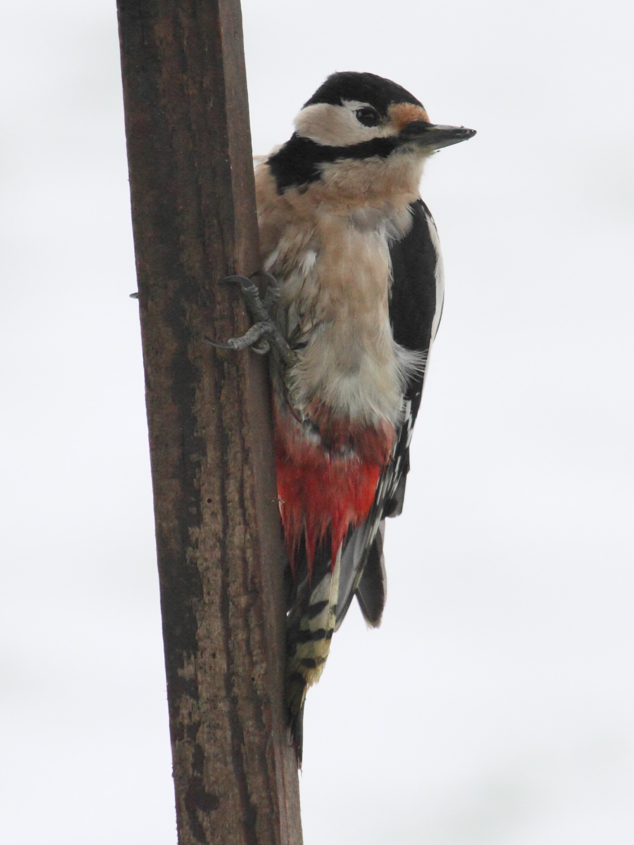 pic_epeiche_-_dendrocopos_major1bd