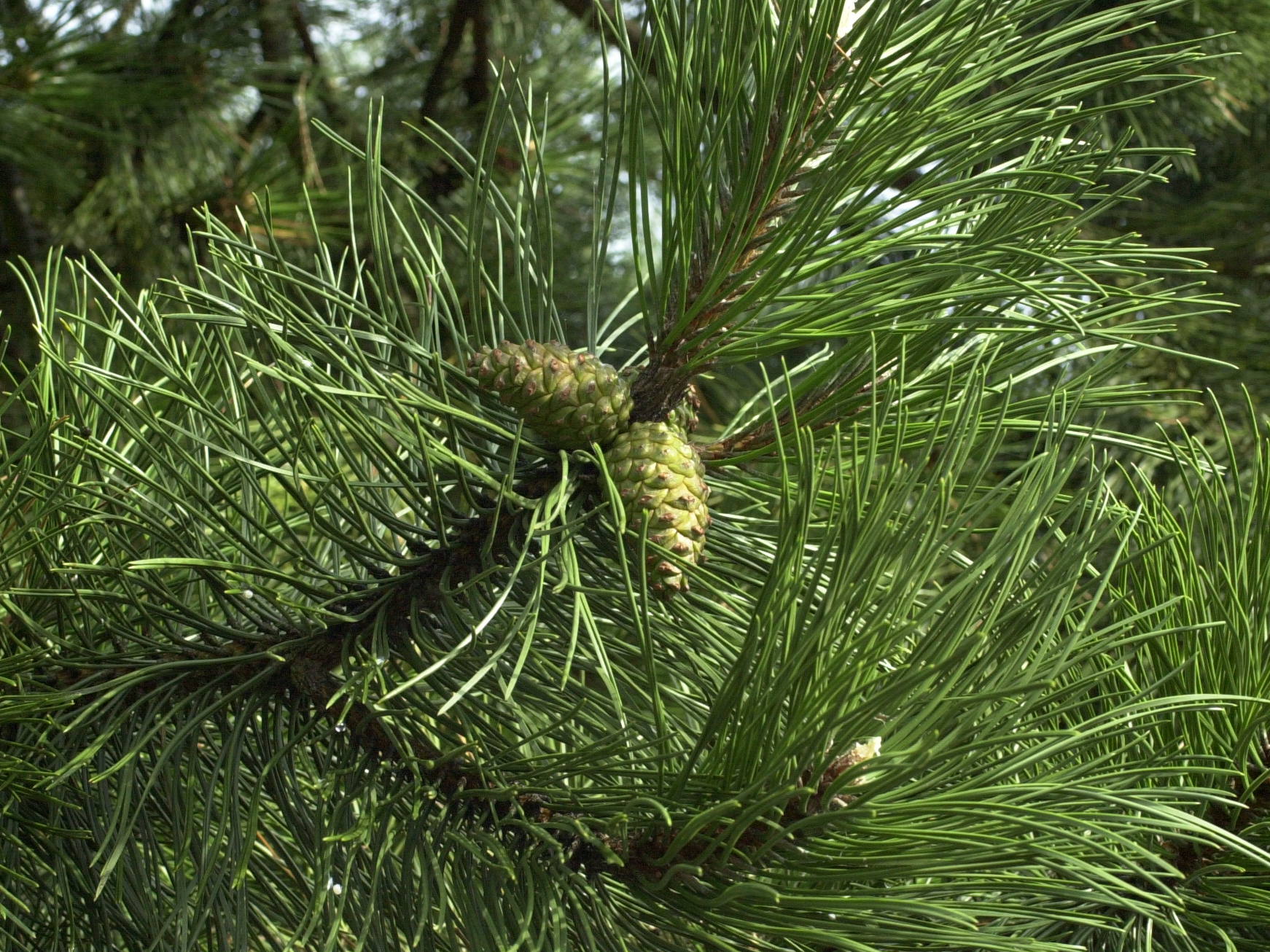 Pinus_nigra
