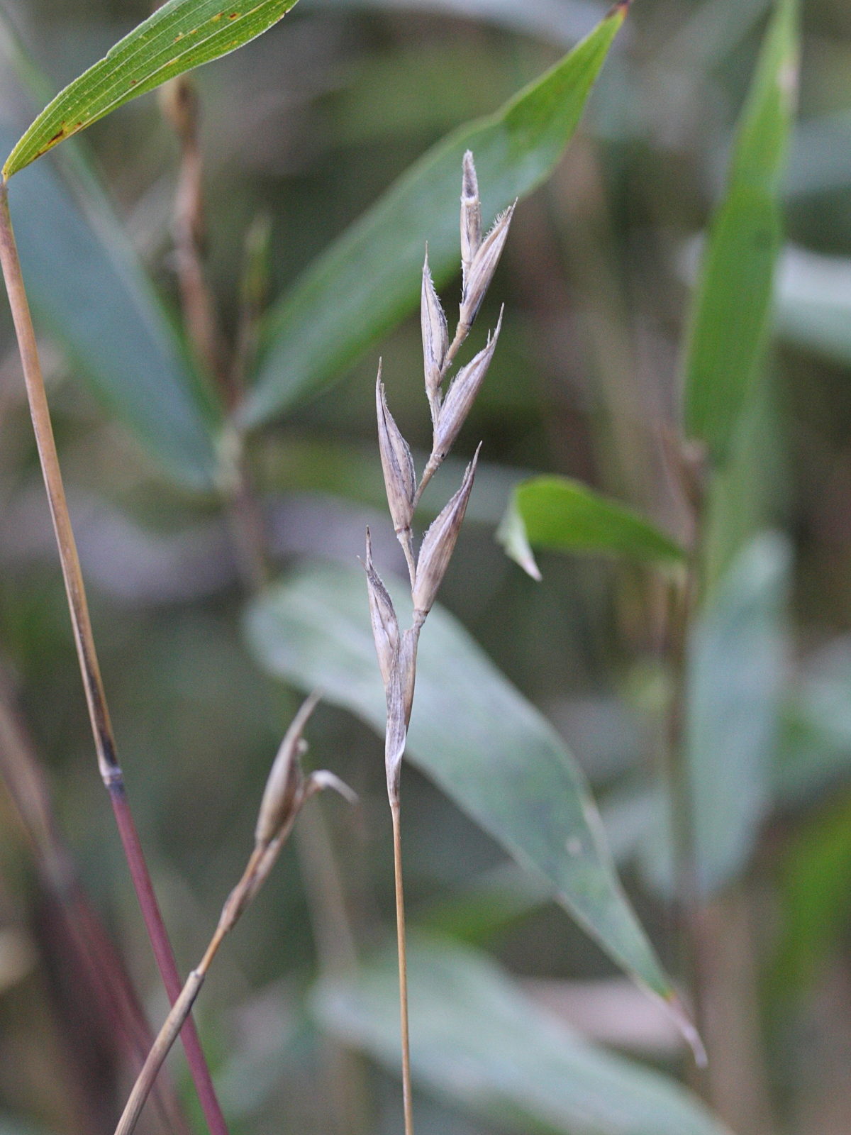 pleioblastus_distichus2md