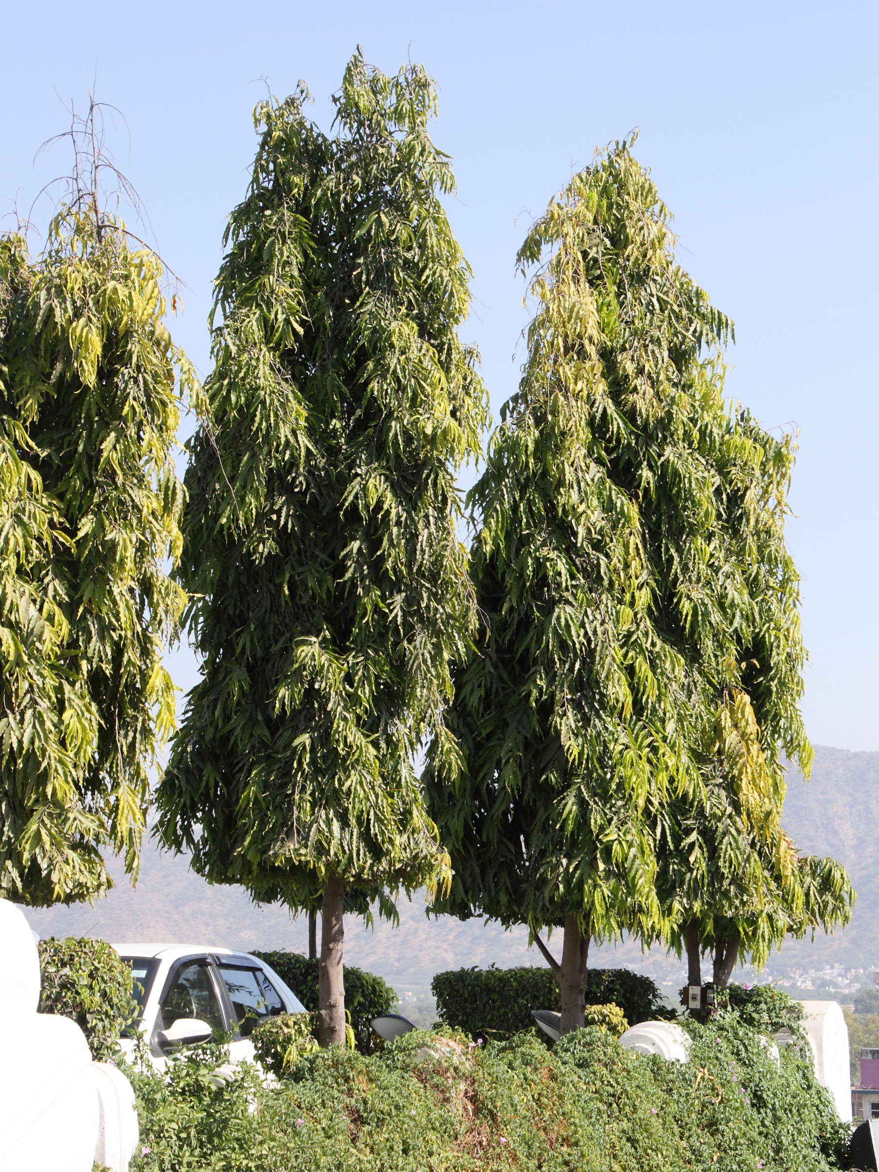 polyalthia_longifolia1md