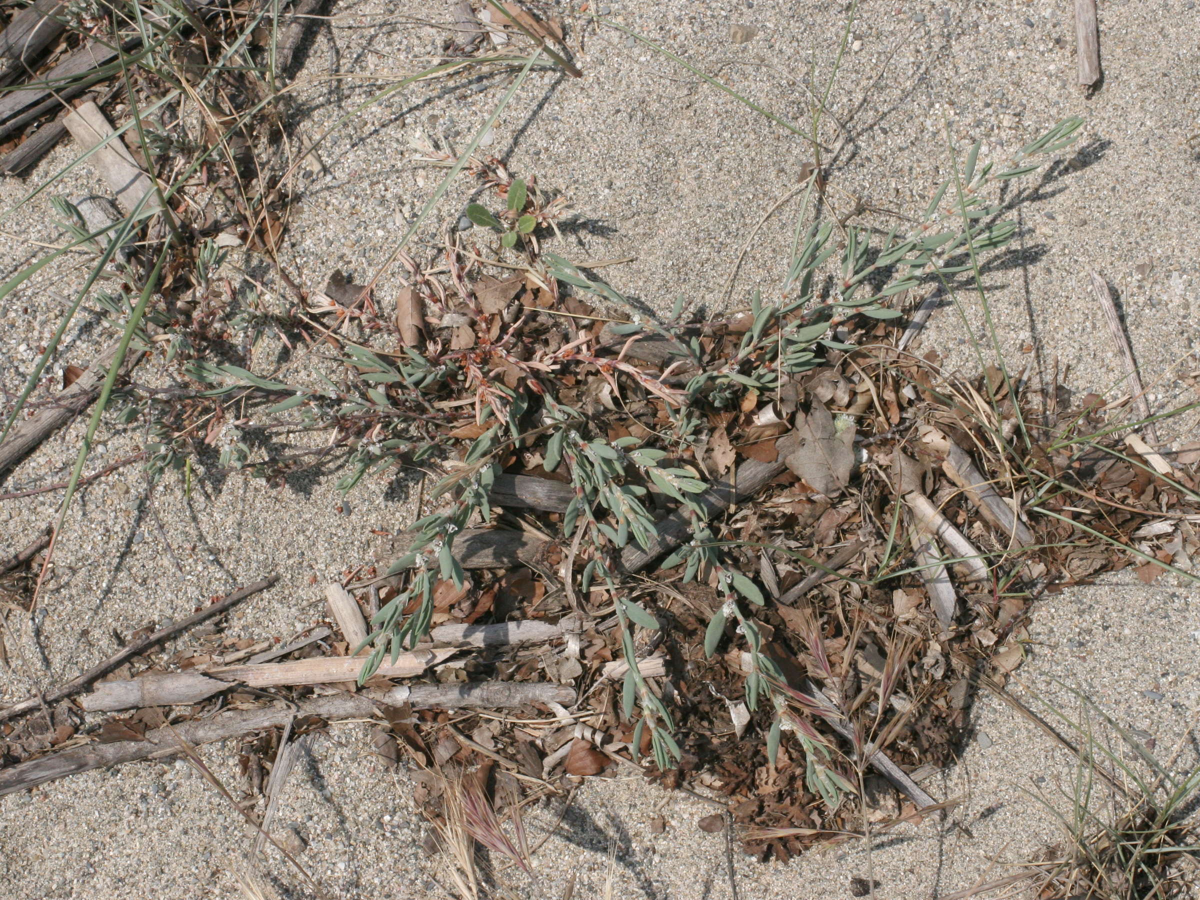 Afficher le média polygonum_maritimum1md polygonum_maritimum1md