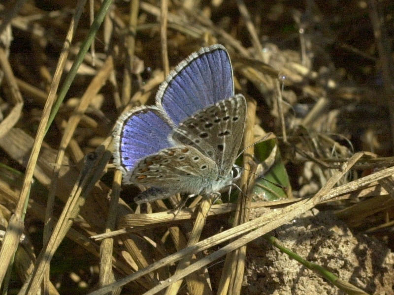 Afficher le média polyommatus_eros1md polyommatus_eros1md