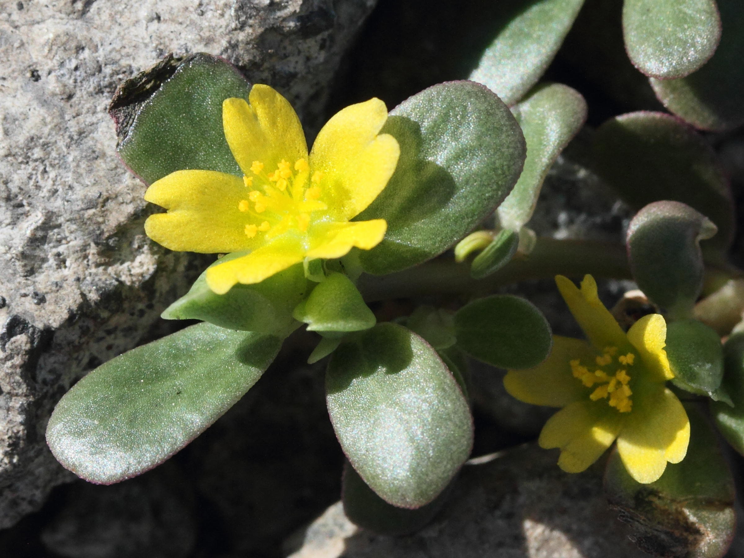 portulaca_oleracea3md