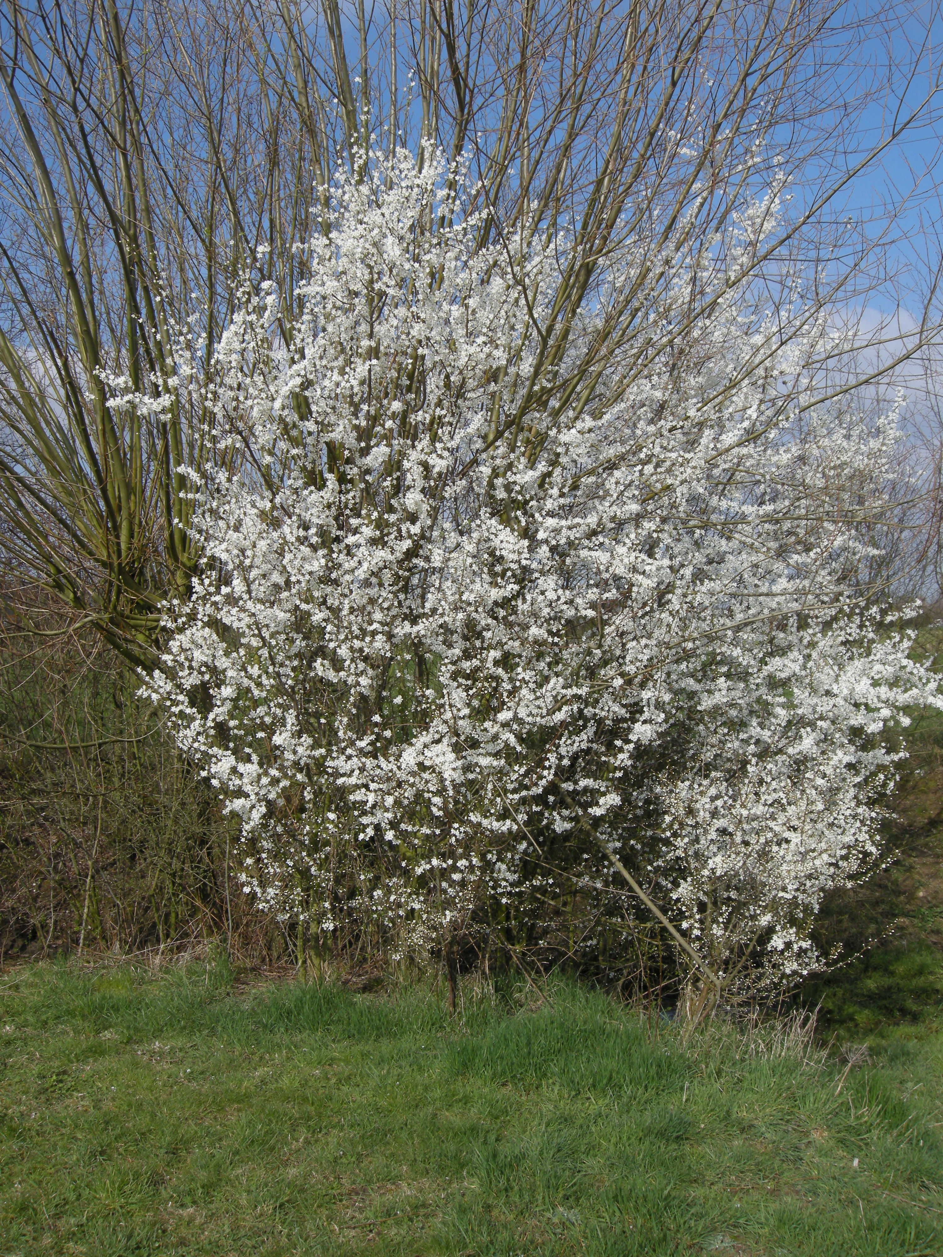 Prunus_cerasifera
