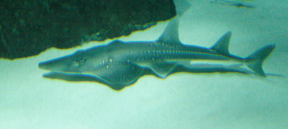 Afficher le média rhynchobatus_djiddensis1md rhynchobatus_djiddensis1md