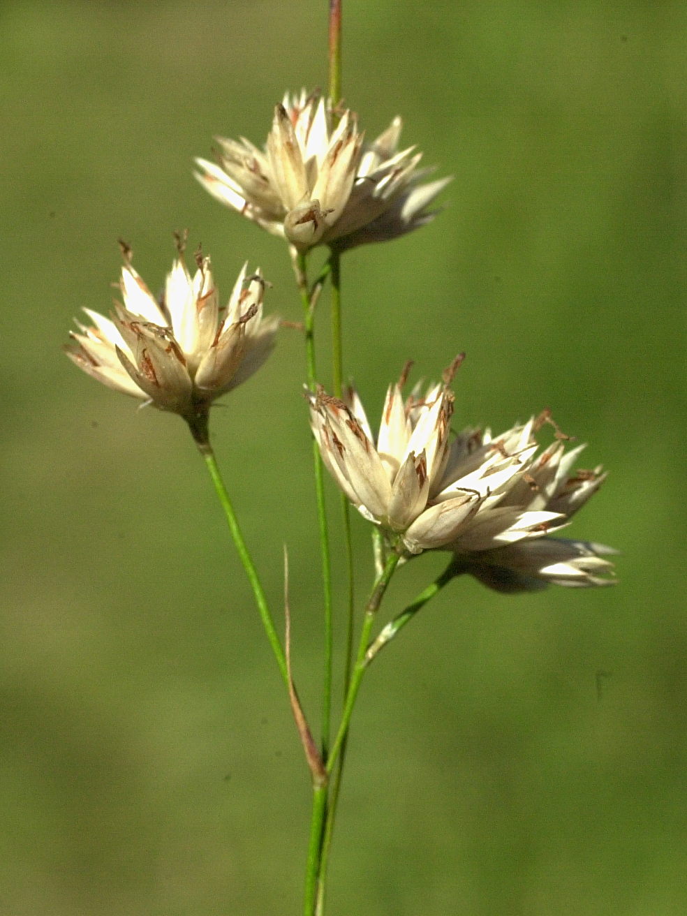 rhynchospora_alba2md