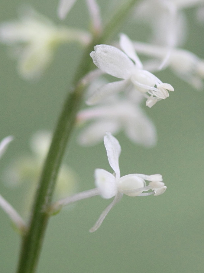 Afficher le média rivina_humilis6md rivina_humilis6md