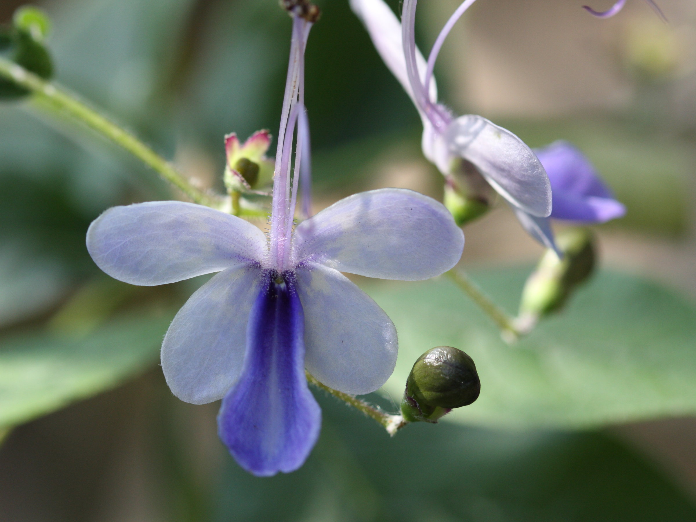 rotheca_myricoides_var_myricoides1sd