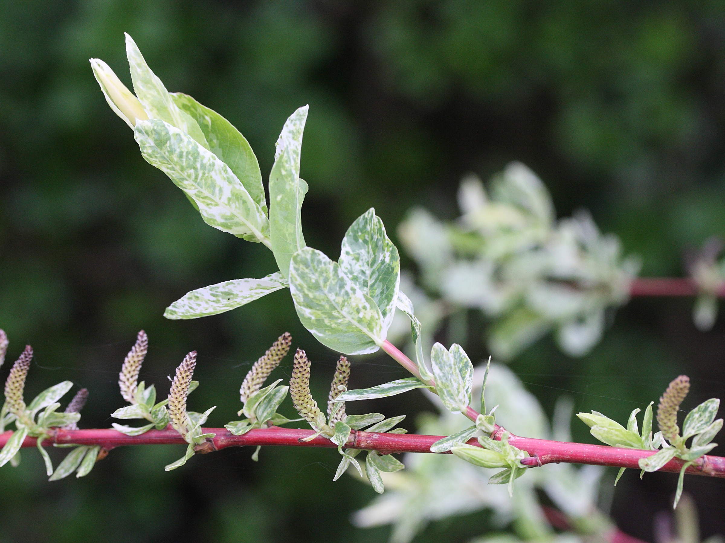 Afficher le média salix_integra_hakuro-nichiki2md salix_integra_hakuro-nichiki2md