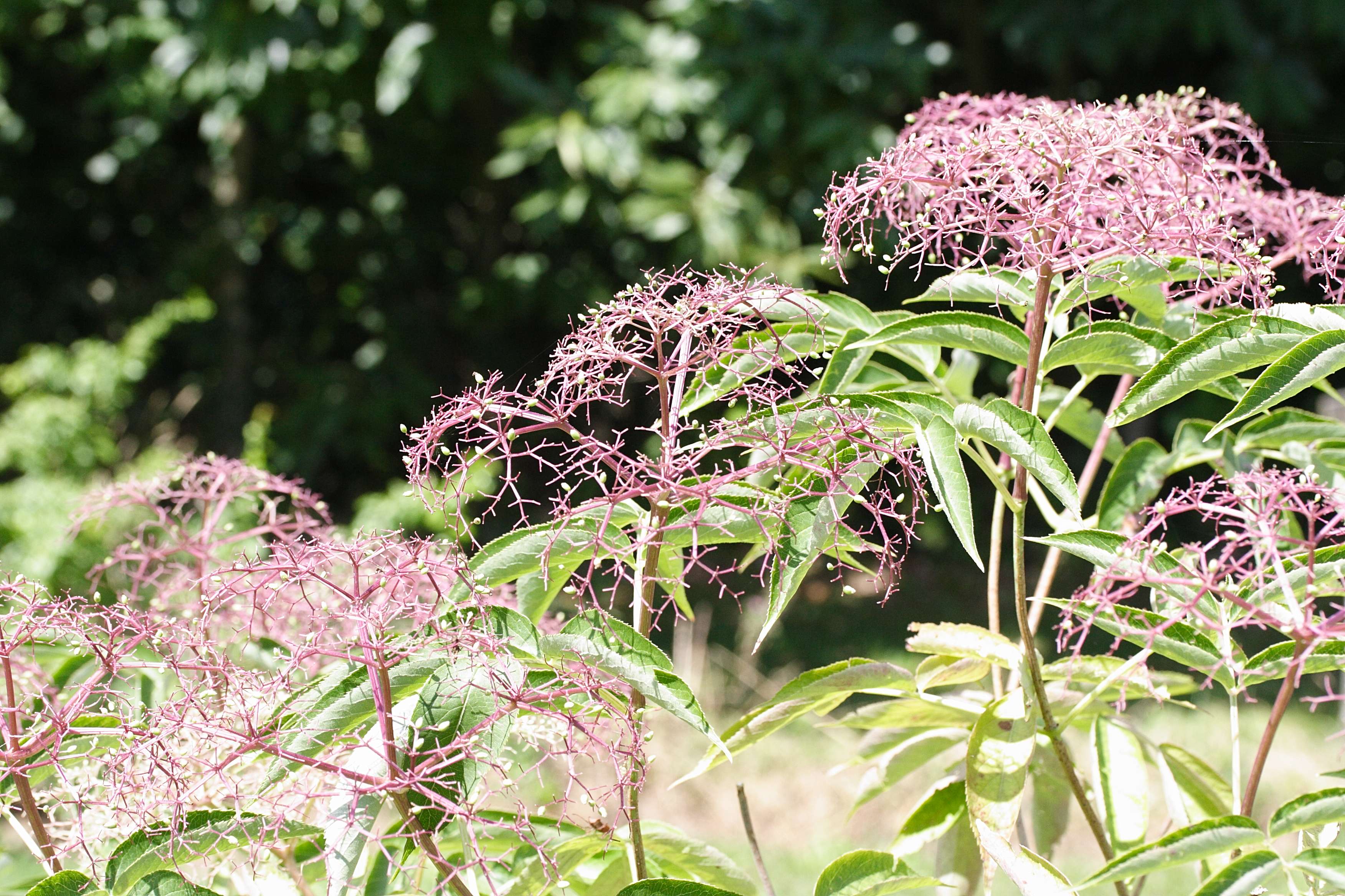 sambucus_canadensis3md