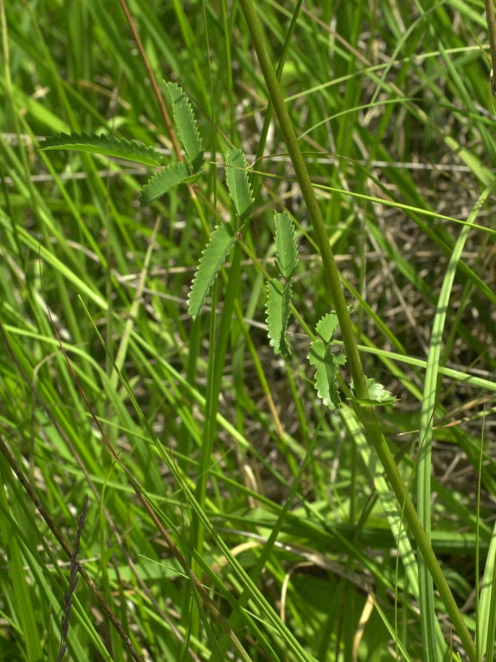 sanguisorba_officinalis2md