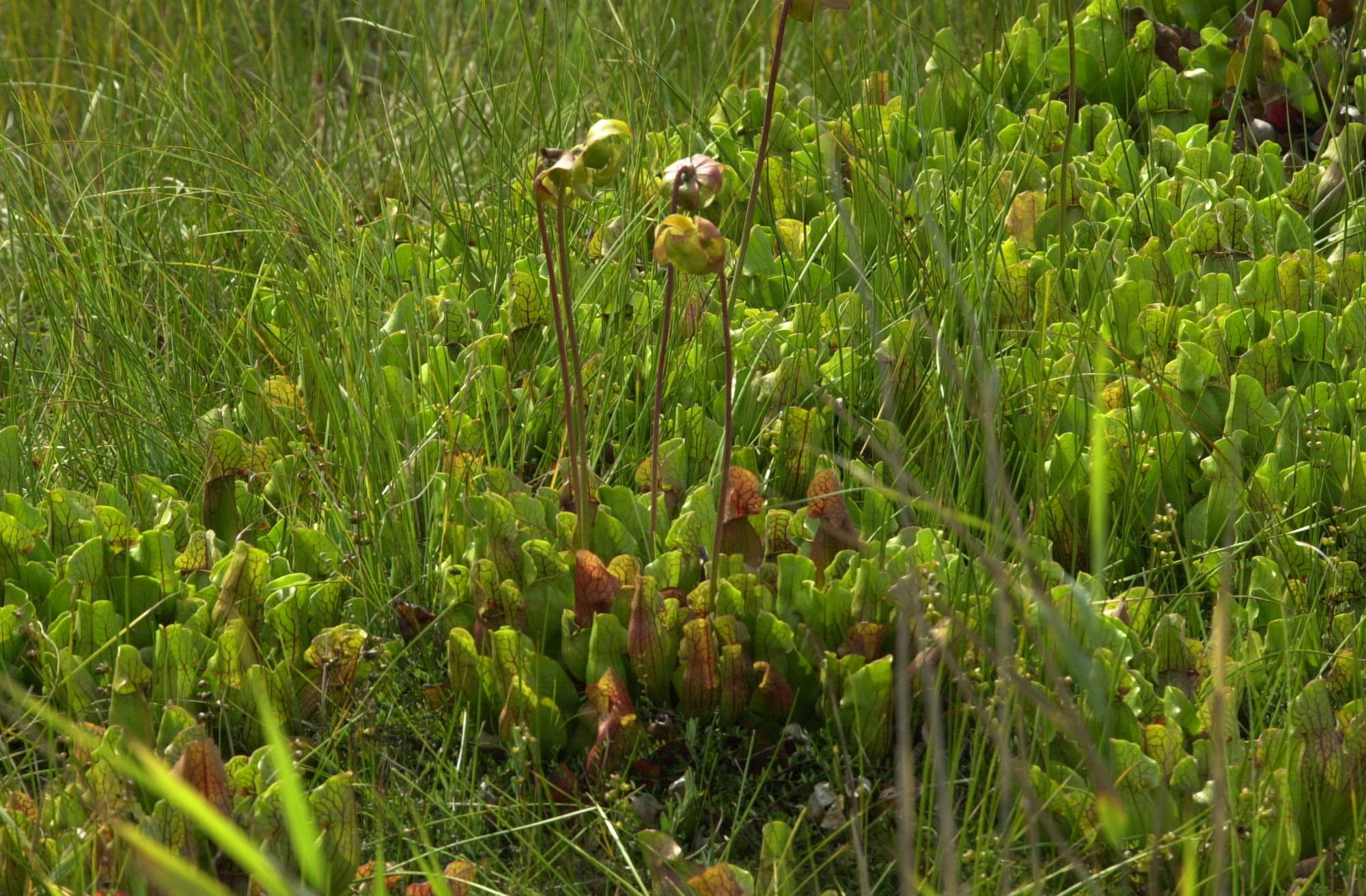 Afficher le média Sarracenia_purpurea Sarracenia_purpurea