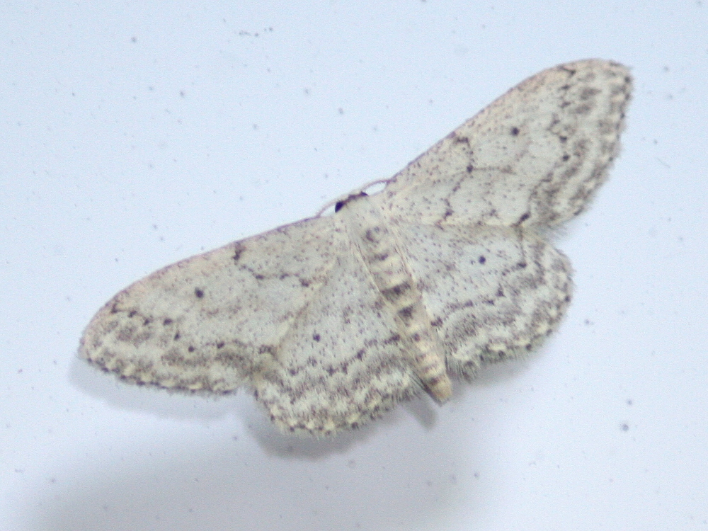 scopula_marginepunctata1md