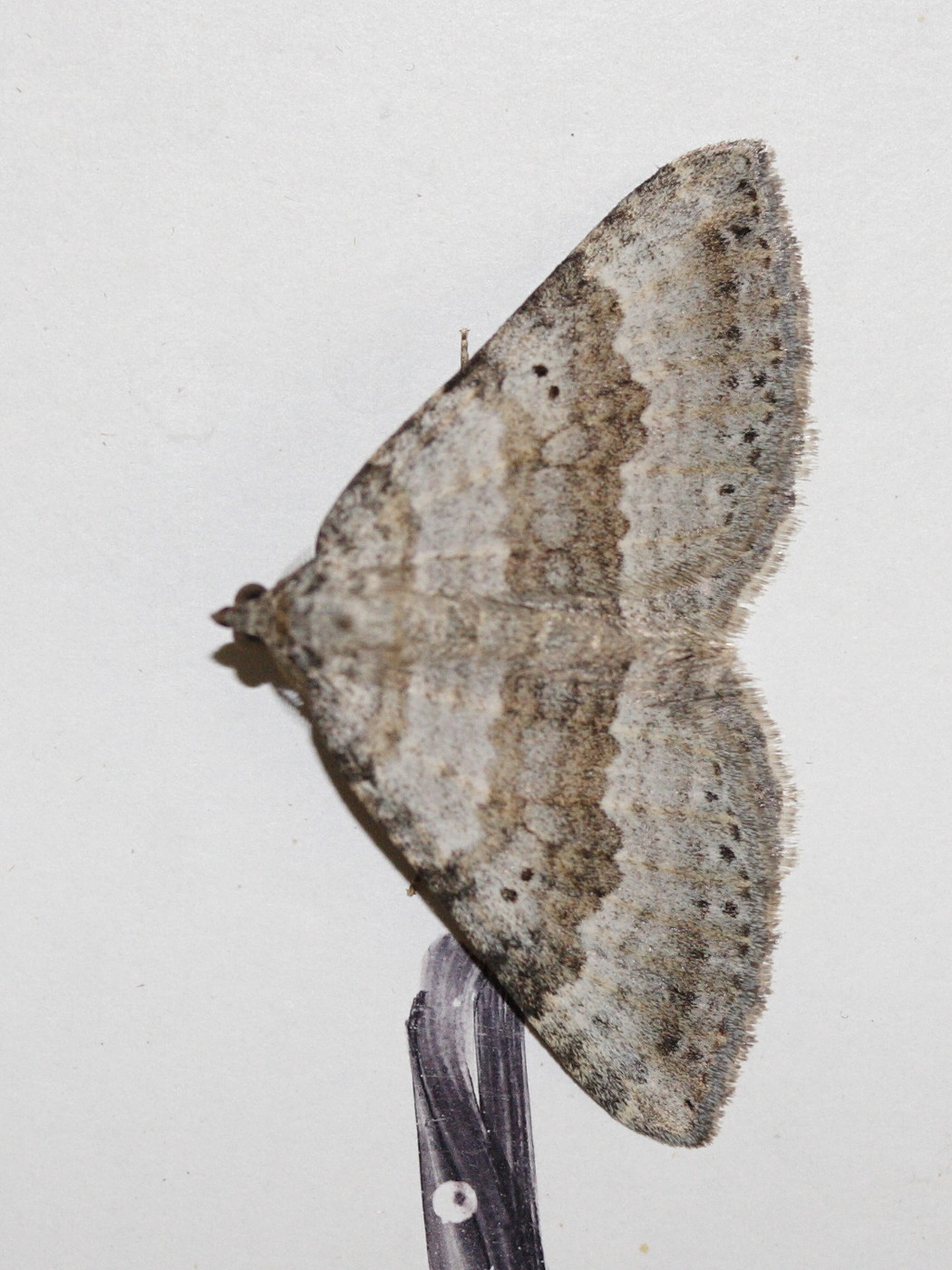 Afficher le média scotopteryx_bipunctaria1md scotopteryx_bipunctaria1md