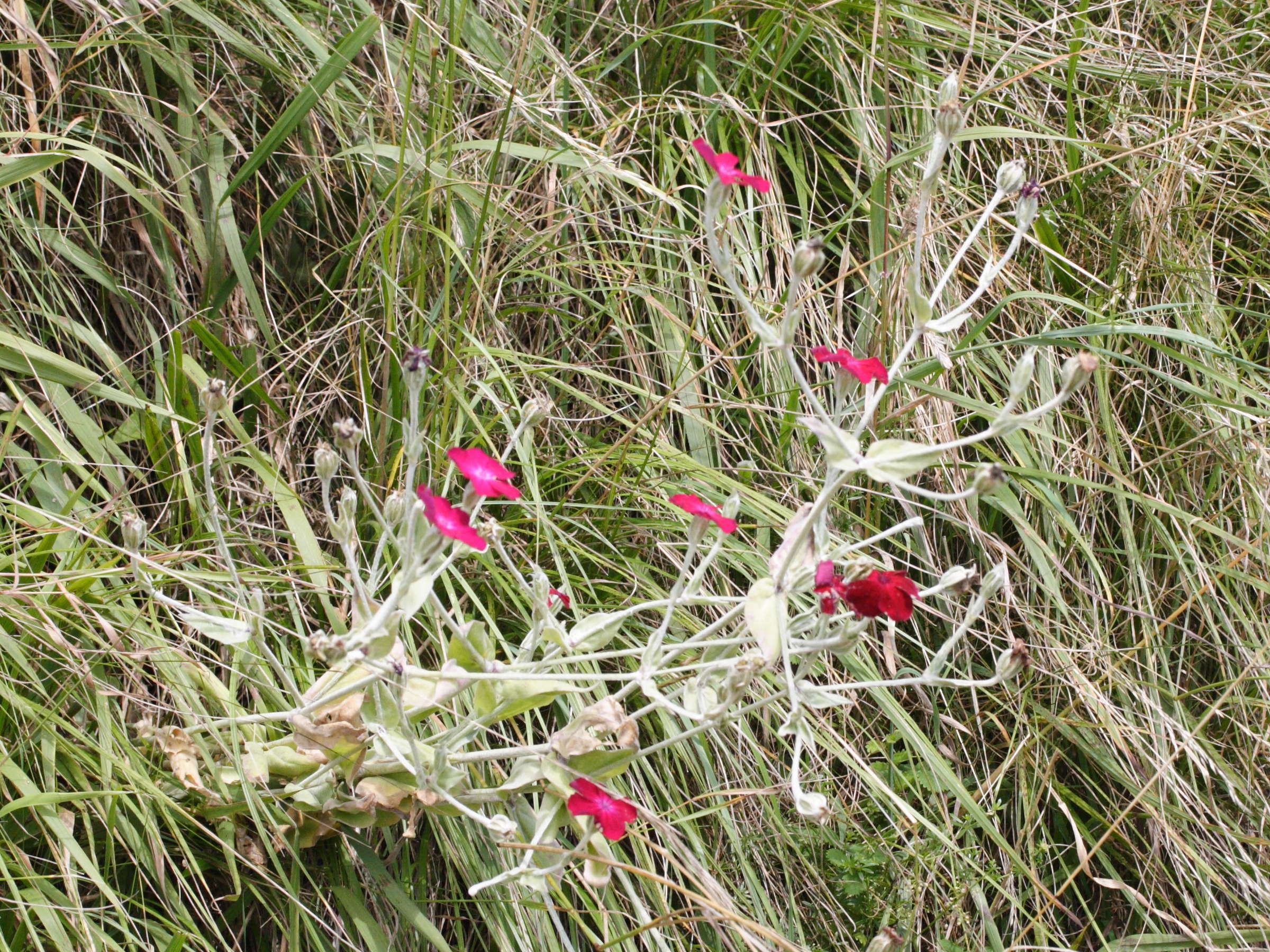 Afficher le média silene_coronaria3md silene_coronaria3md