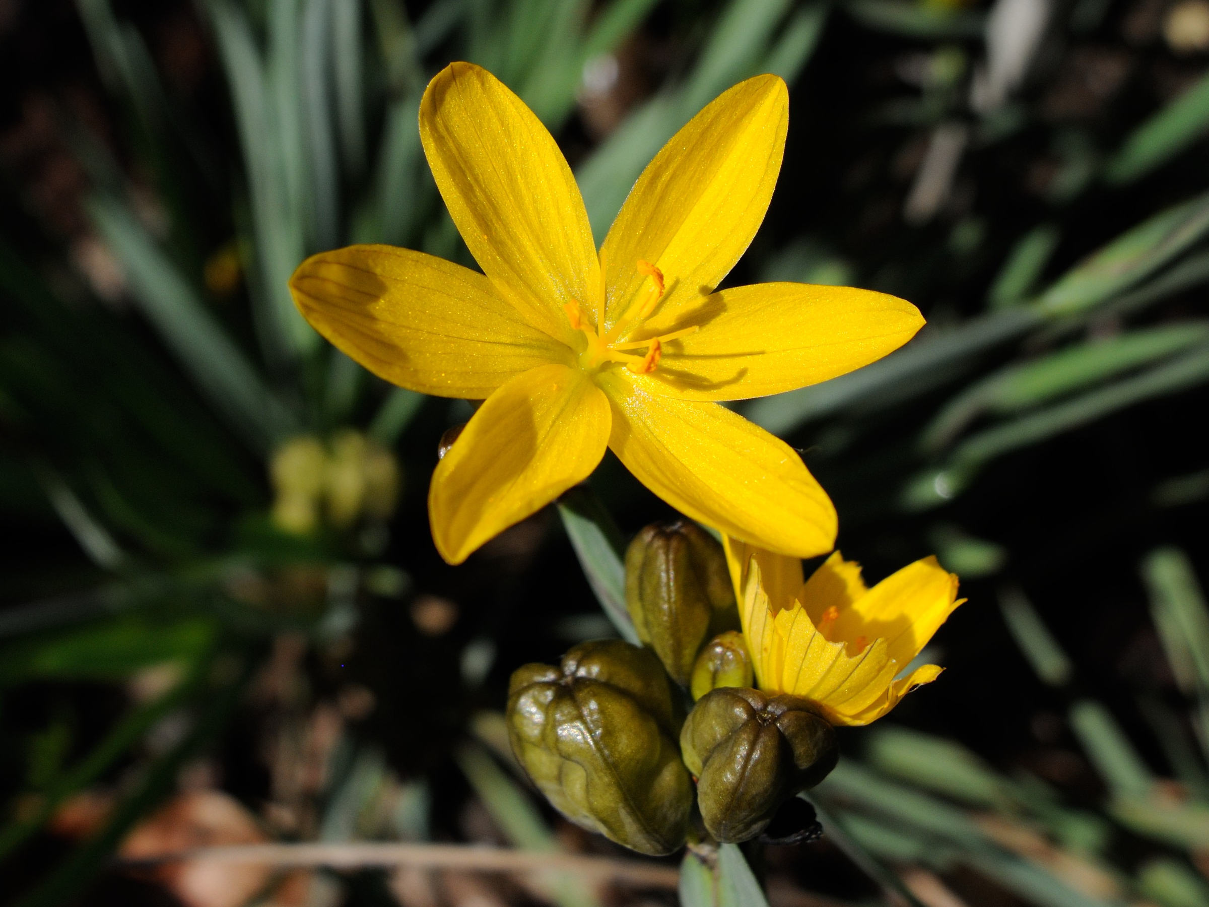 sisyrinchium_californicum2md