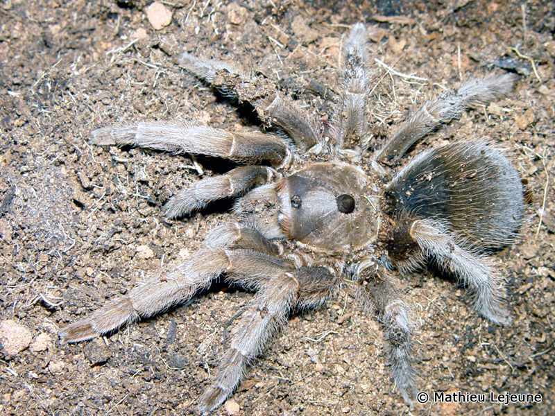 sphaerobothria_hoffmanni3ml