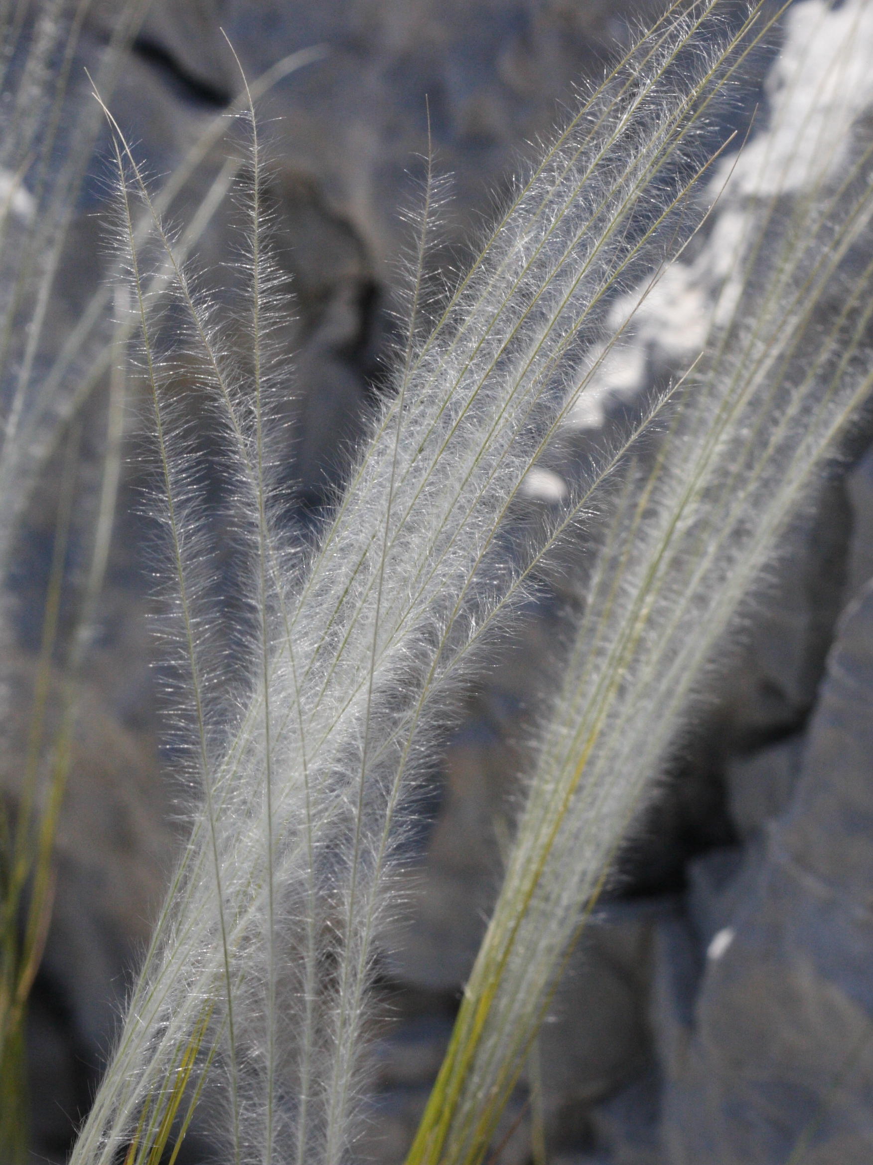 stipa_pennata2md