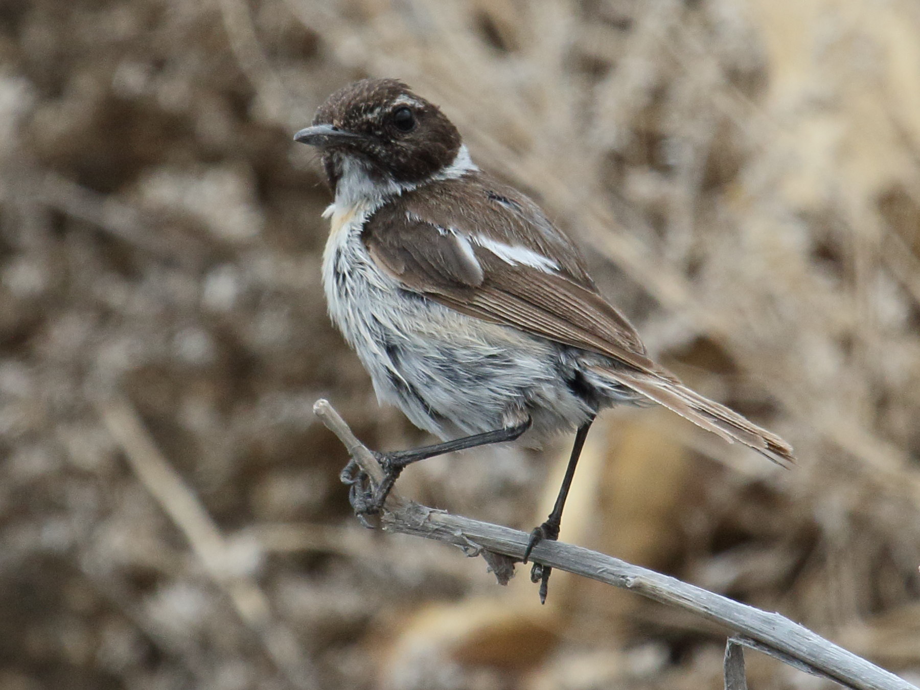 tarier_des_canaries_-_saxicola_dacotiae3bd