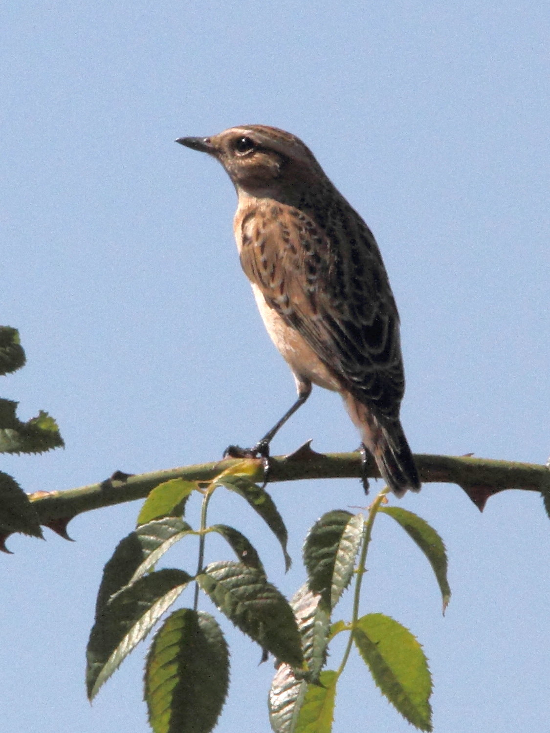 tarier_des_pres_-_saxicola_rubetra5md