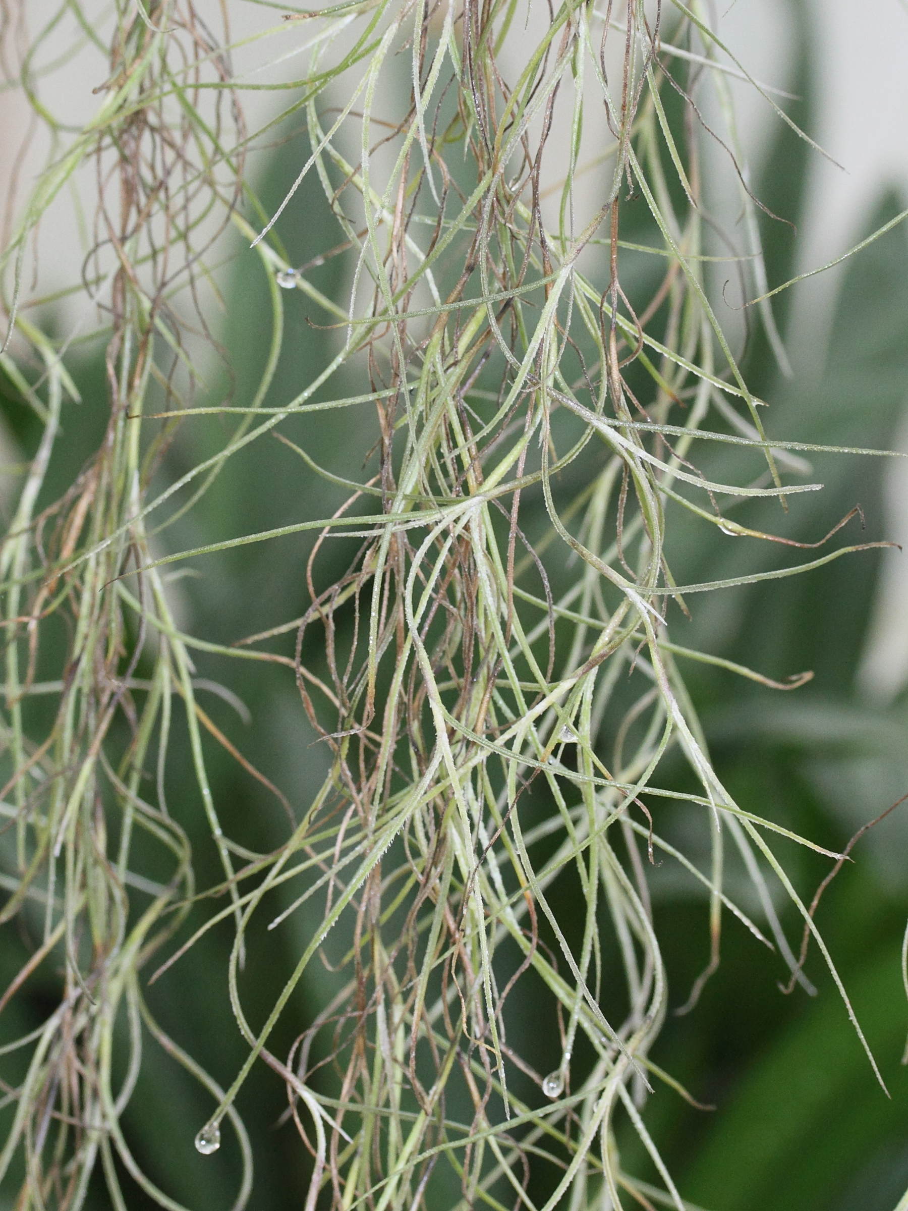 tillandsia_usneoides4md