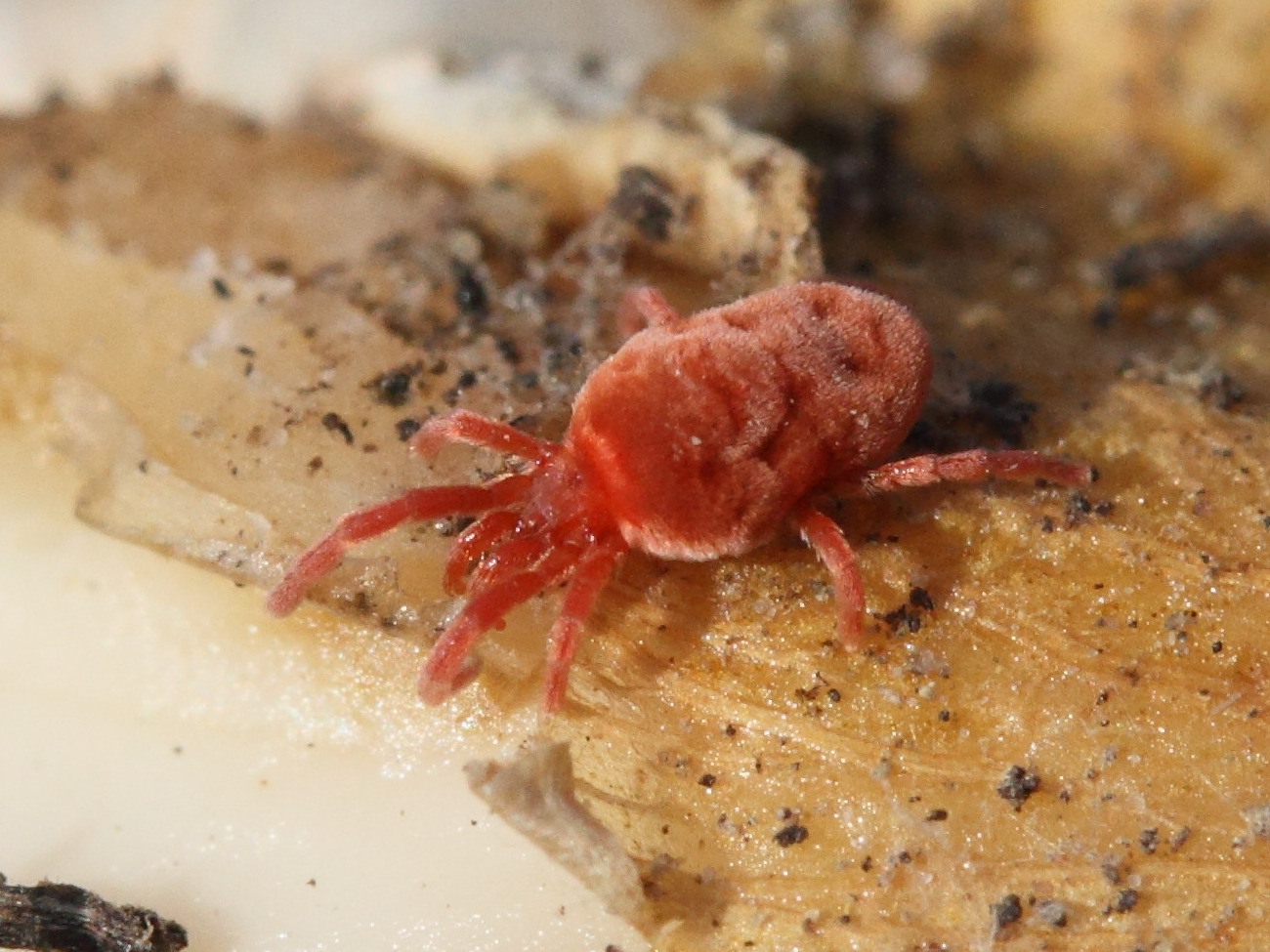 Afficher le média trombidium_holosericeum2md trombidium_holosericeum2md