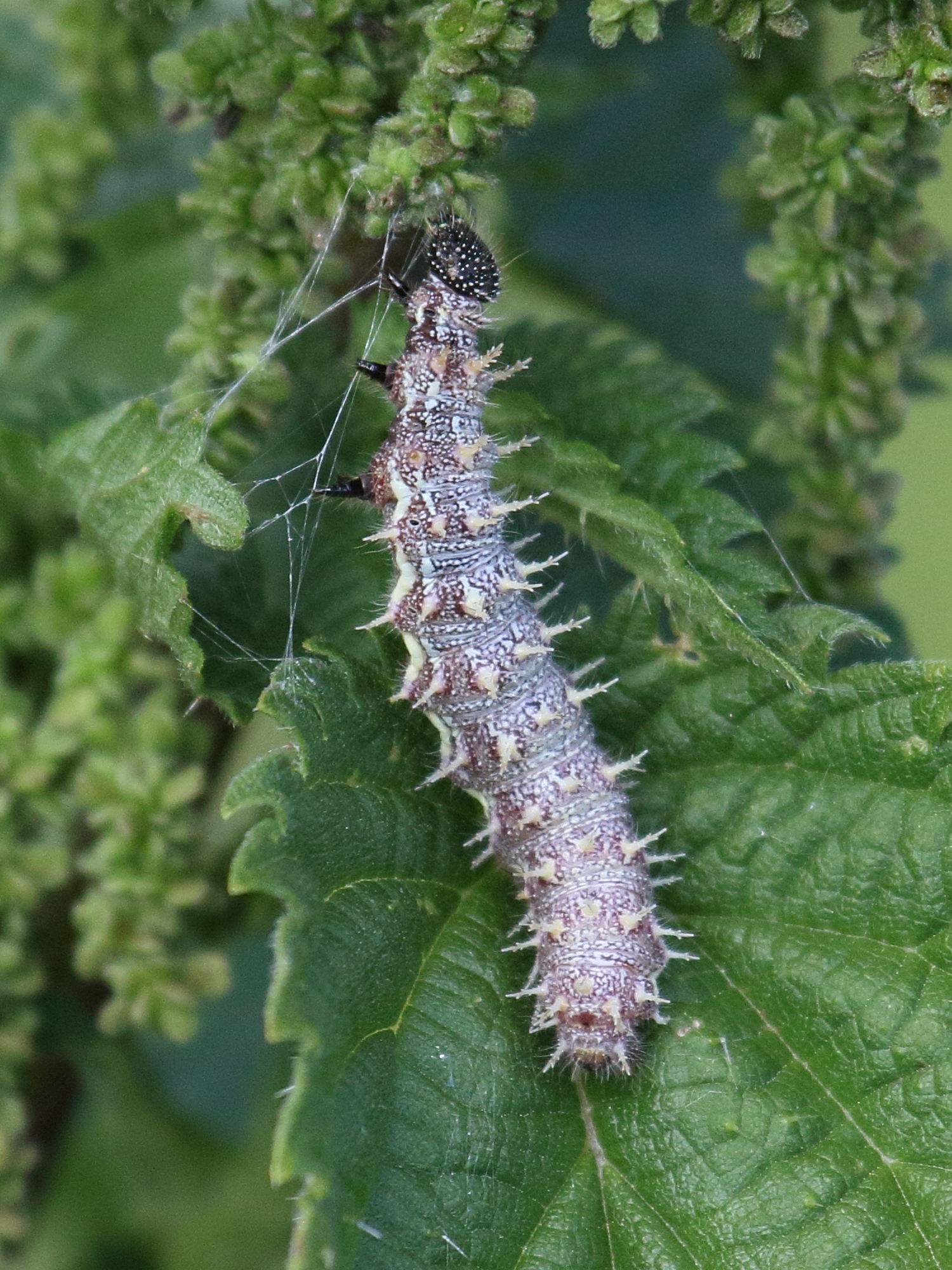 vanessa_atalanta_ch2bd