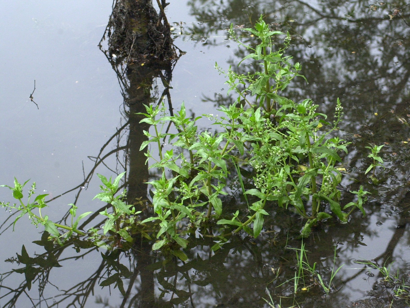 Afficher le média veronica_anagallis-aquatica1md veronica_anagallis-aquatica1md