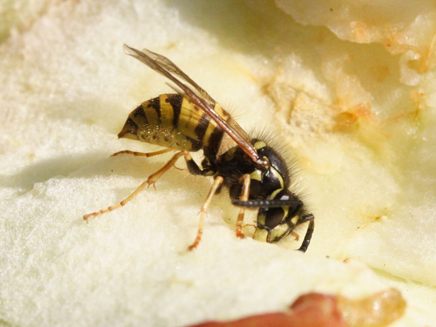 vespula_vulgaris4md