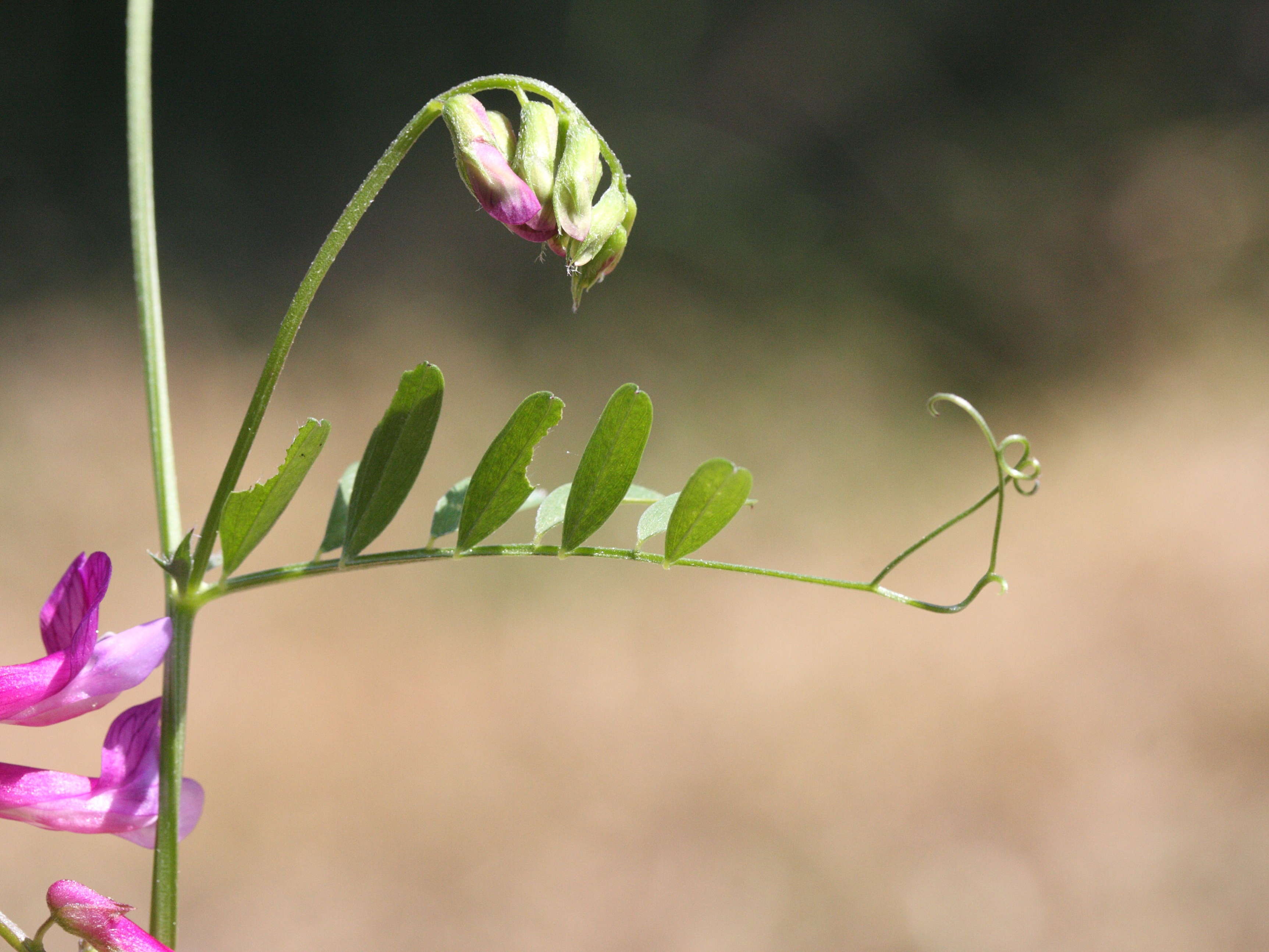 vicia_villosa_microphylla3md